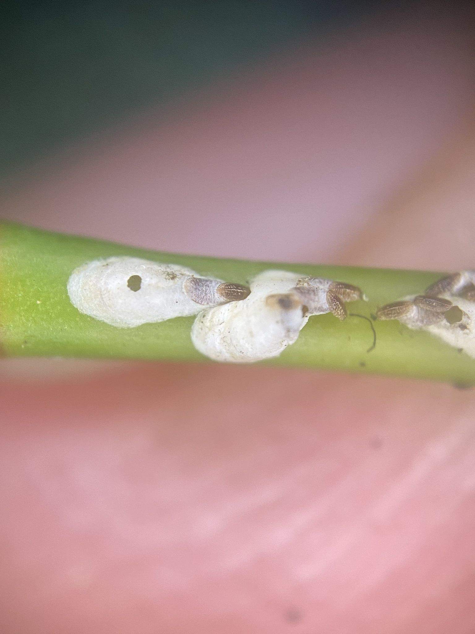 Kuwanaspis pseudoleucaspis