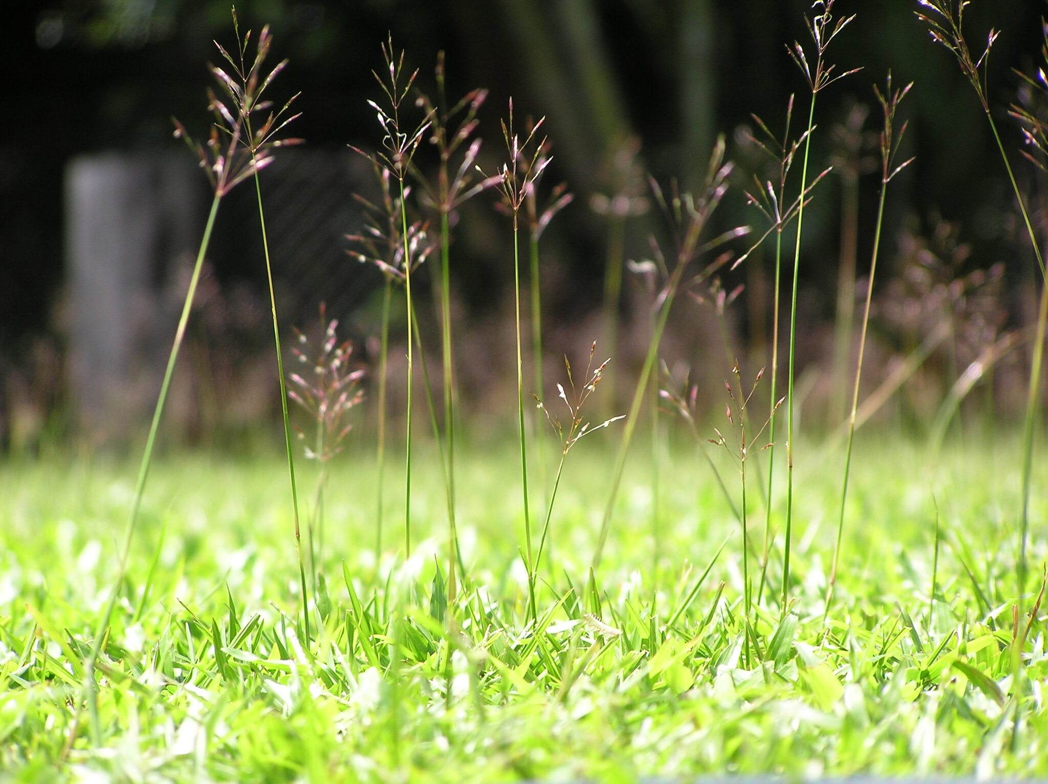 Chrysopogon aciculatus