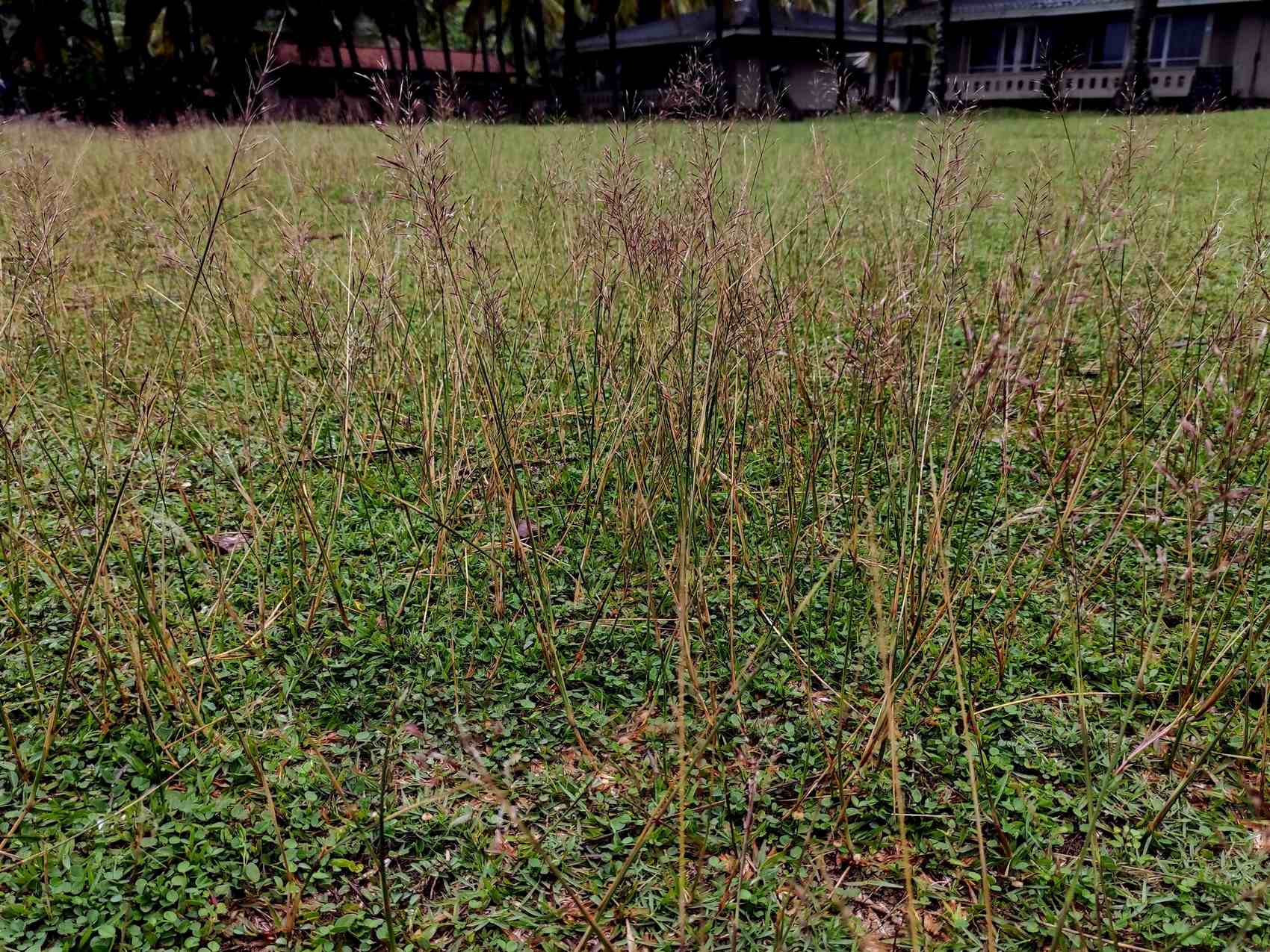 Chrysopogon aciculatus