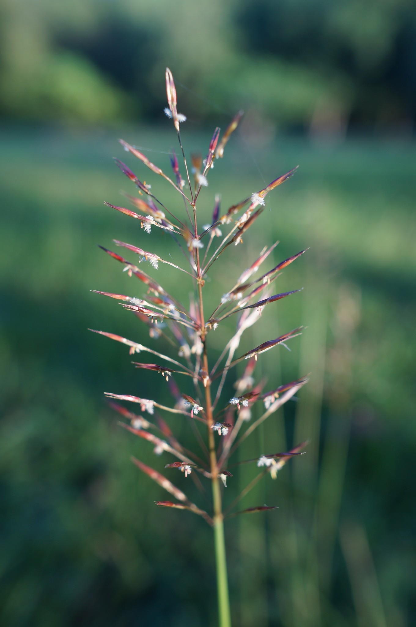 Chrysopogon aciculatus