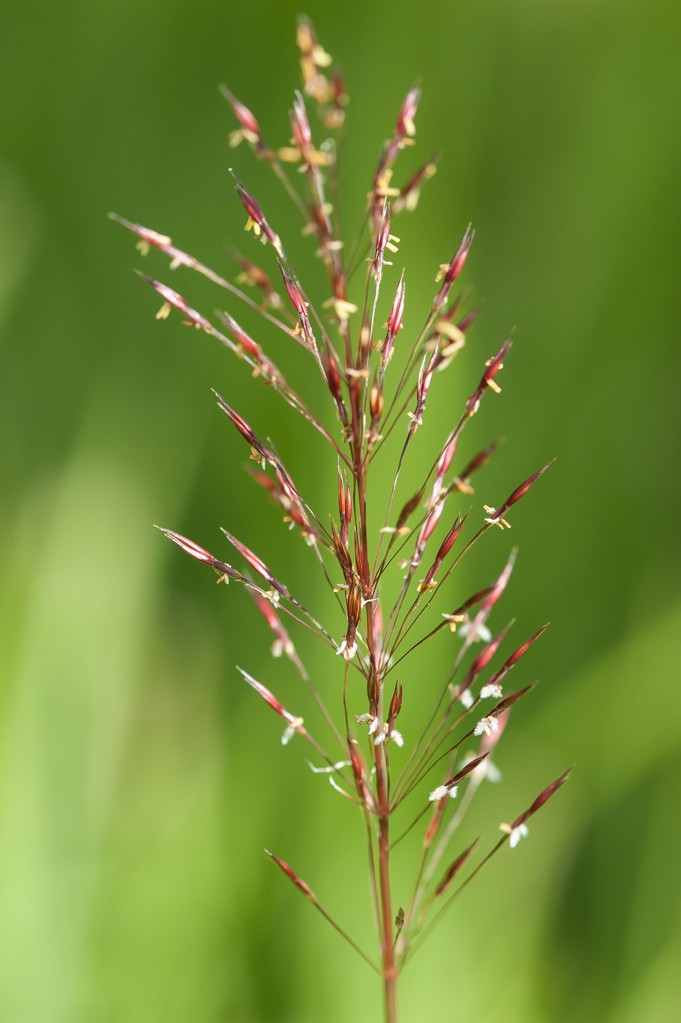 Chrysopogon aciculatus