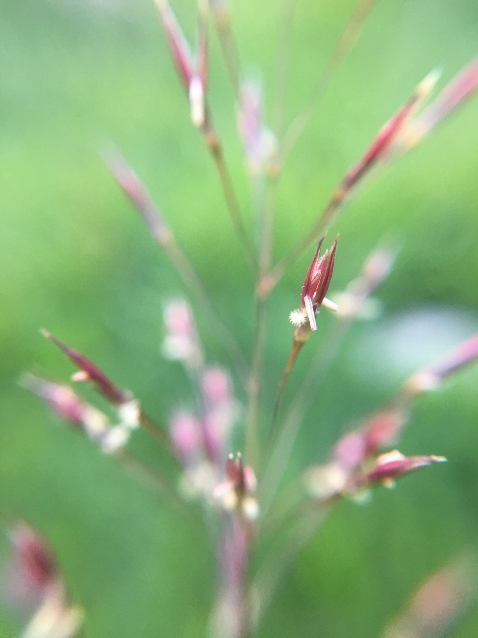 Chrysopogon aciculatus