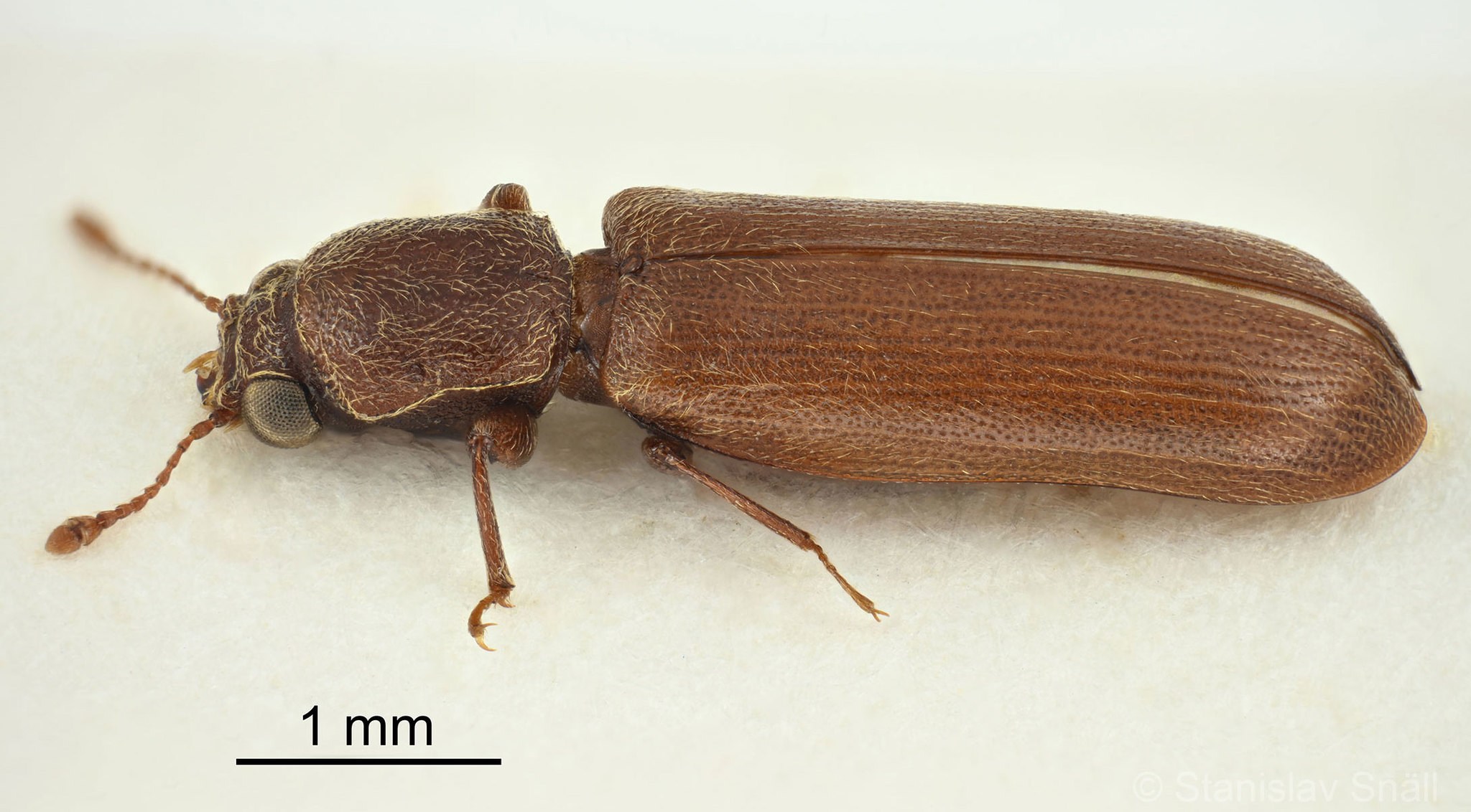 Lyctus brunneus