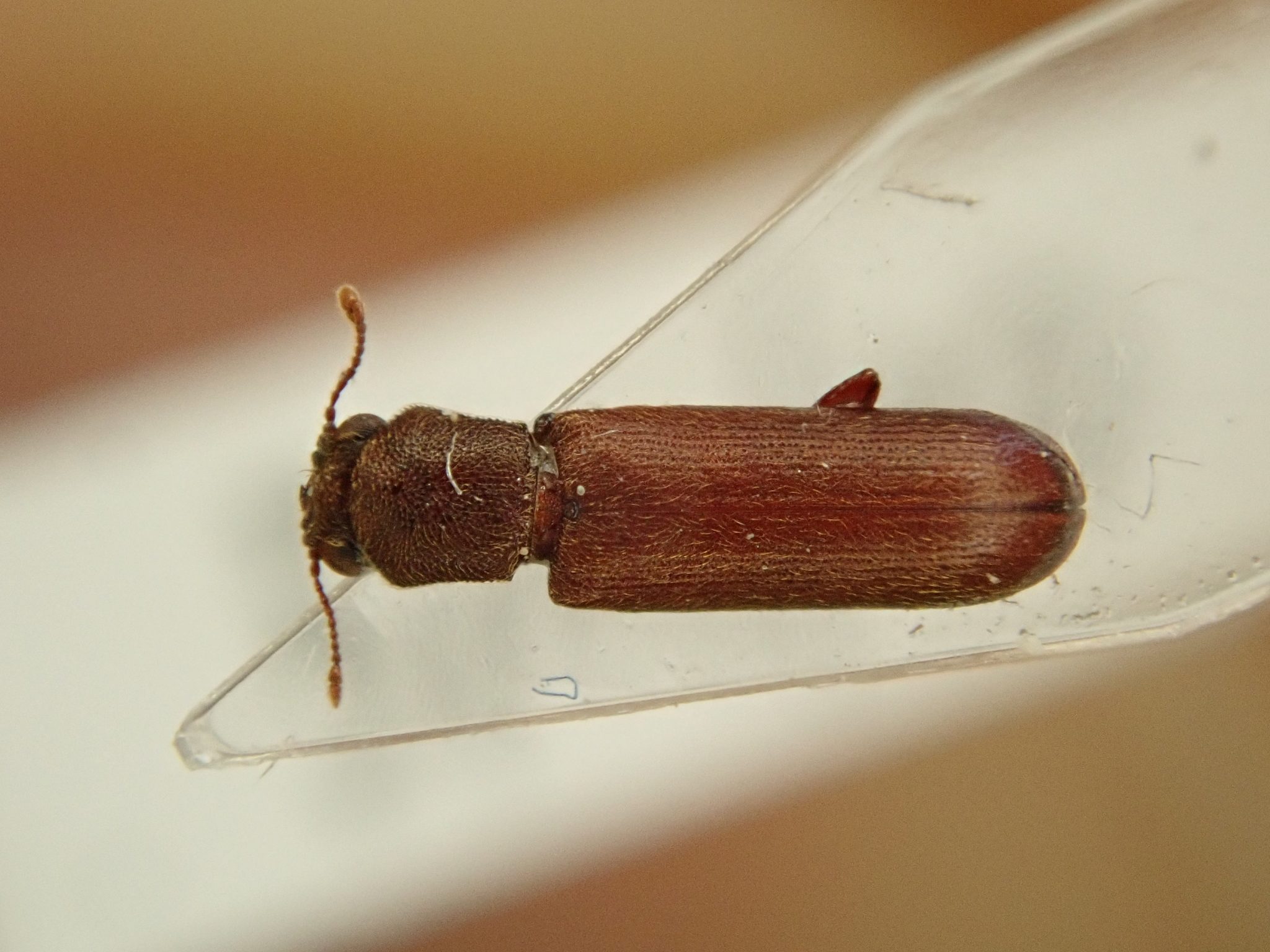 Lyctus brunneus