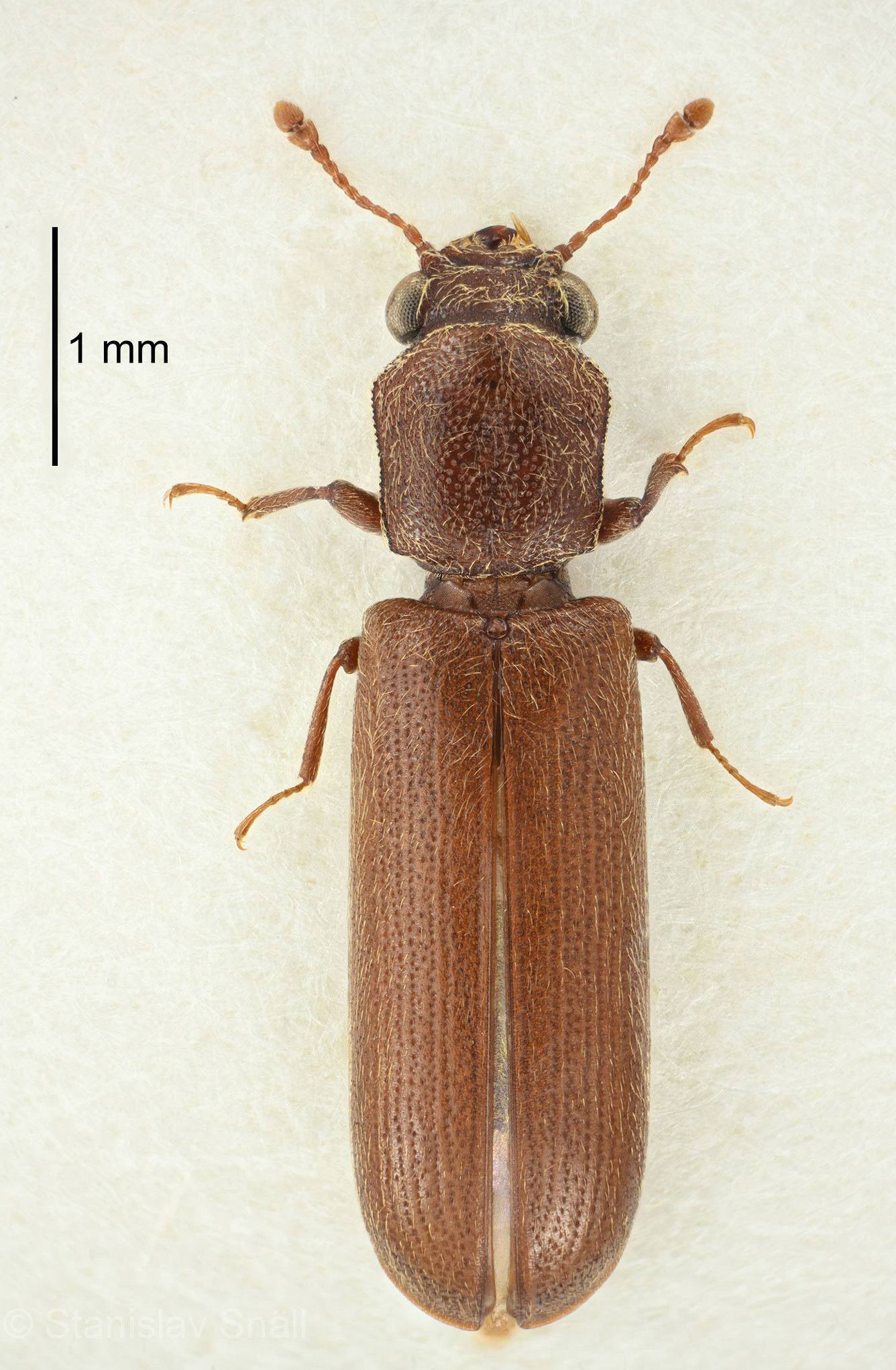 Lyctus brunneus