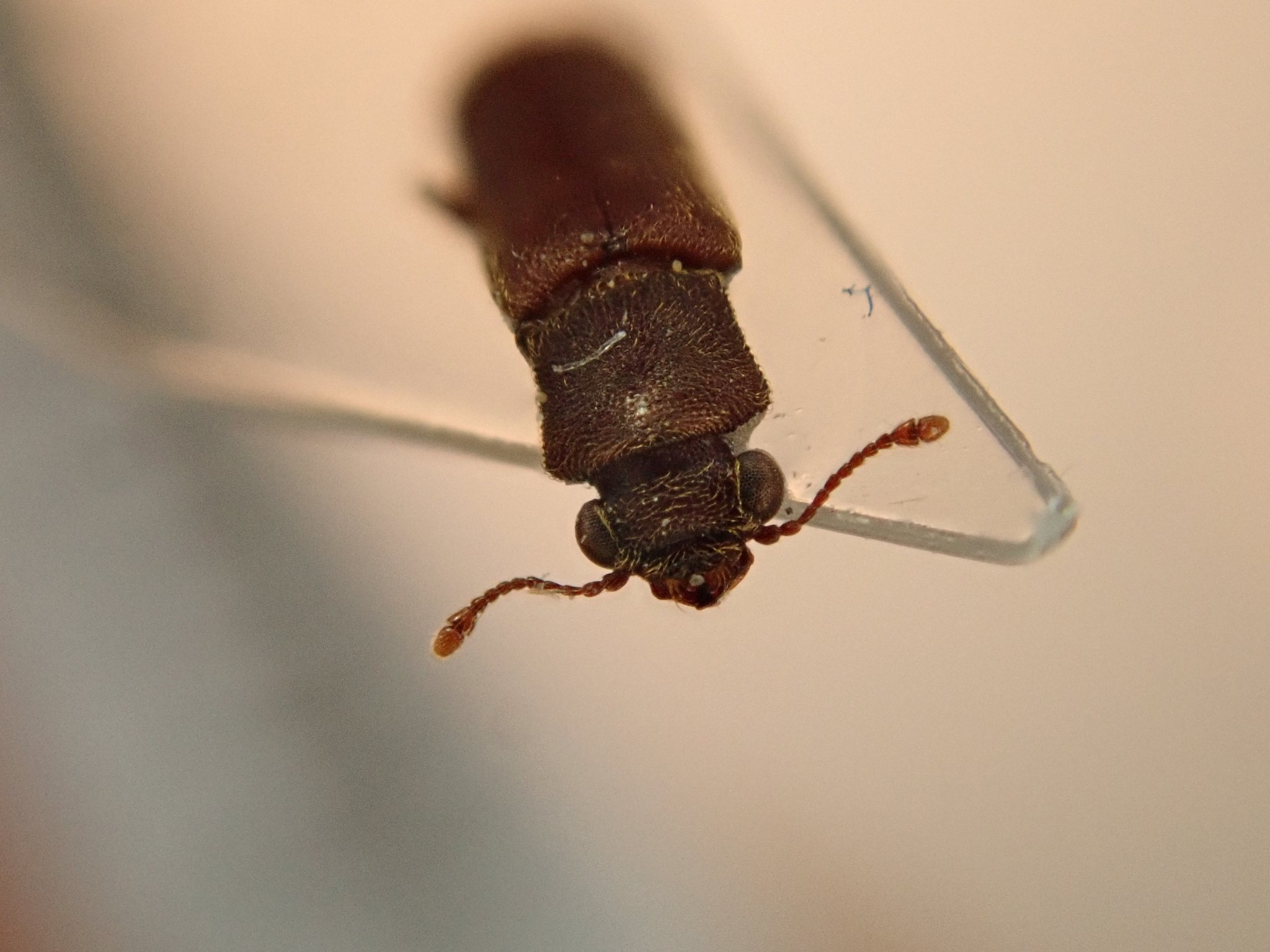 Lyctus brunneus