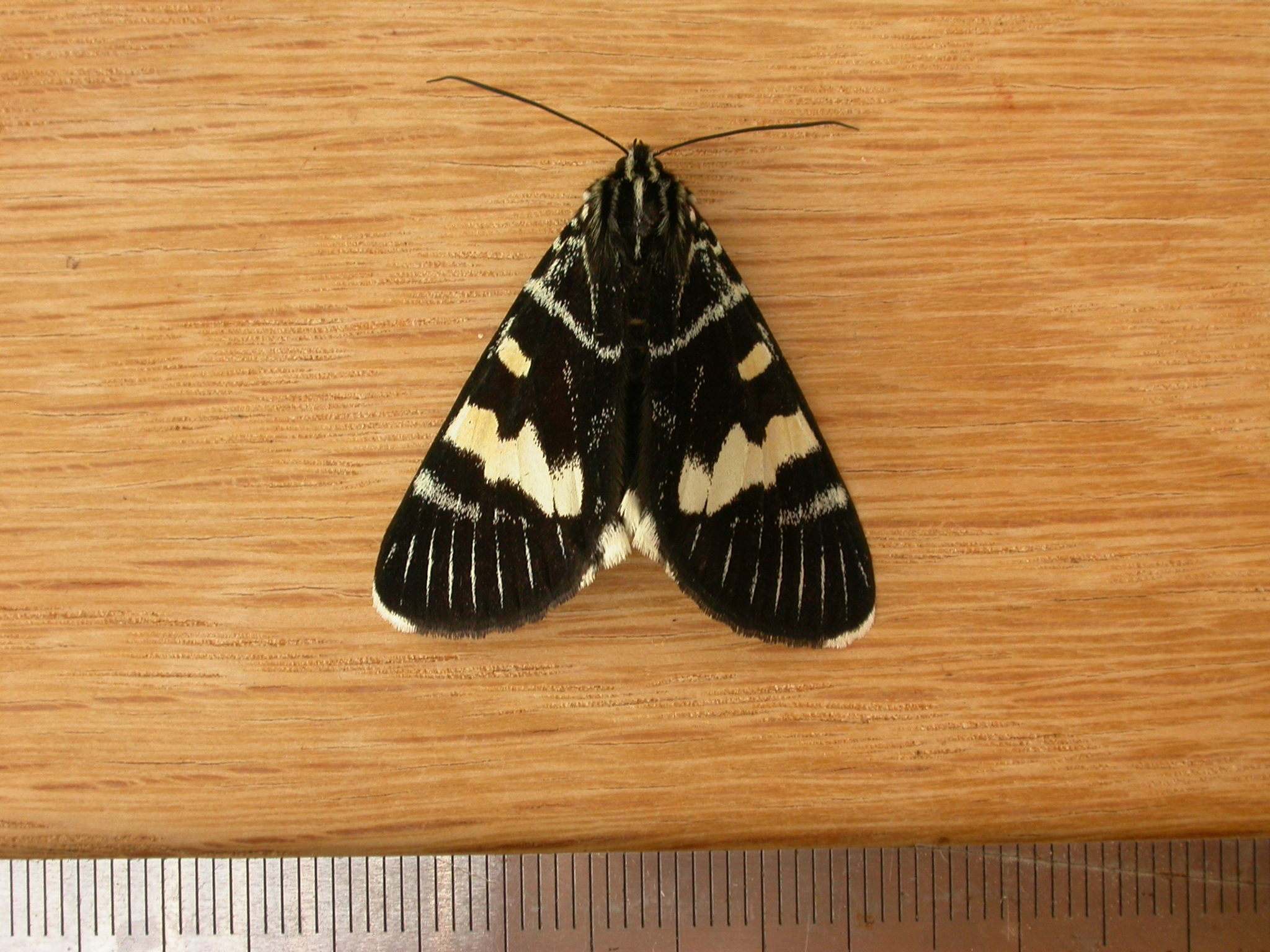 Phalaenoides glycinae