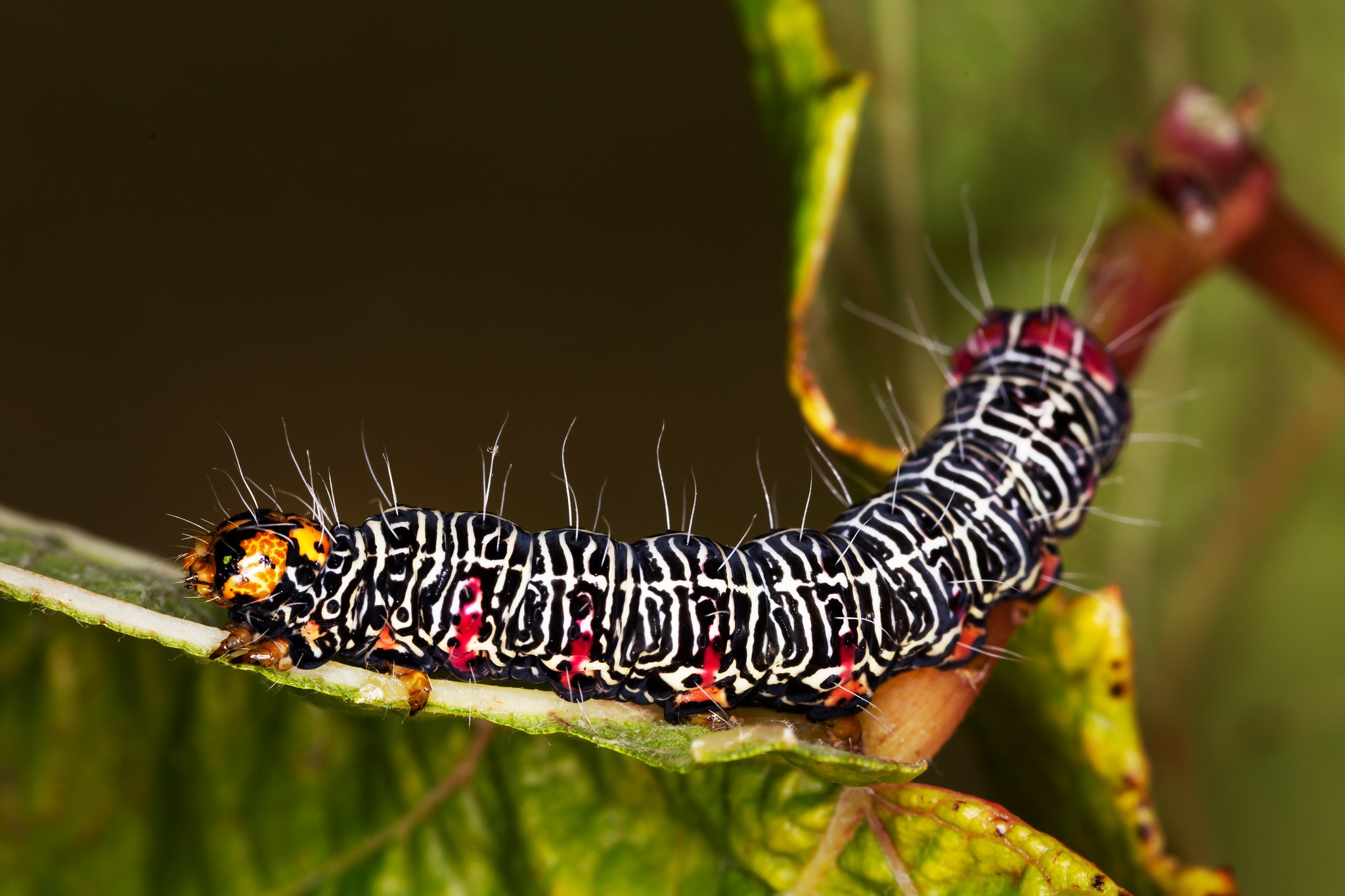 Phalaenoides glycinae