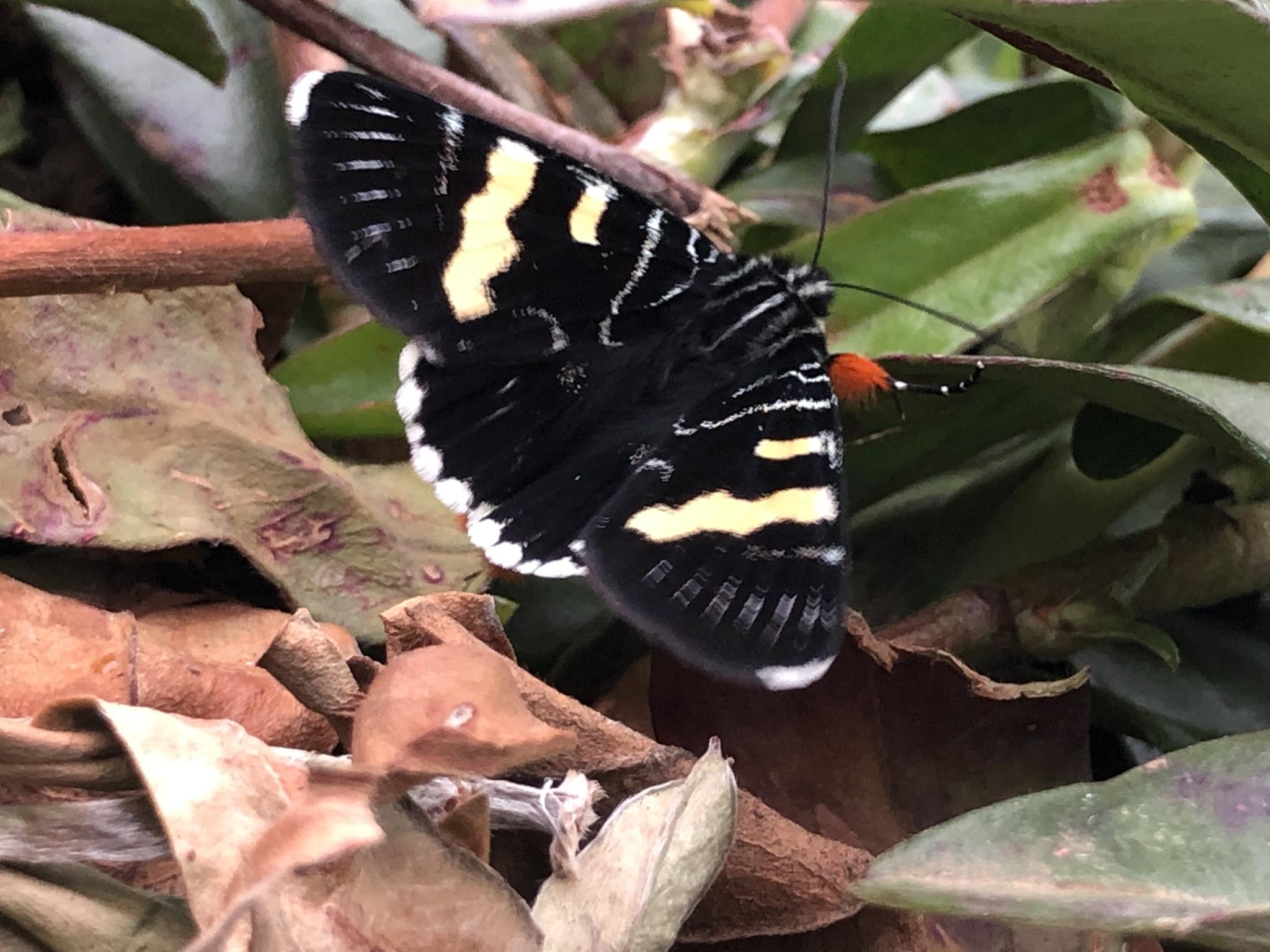 Phalaenoides glycinae