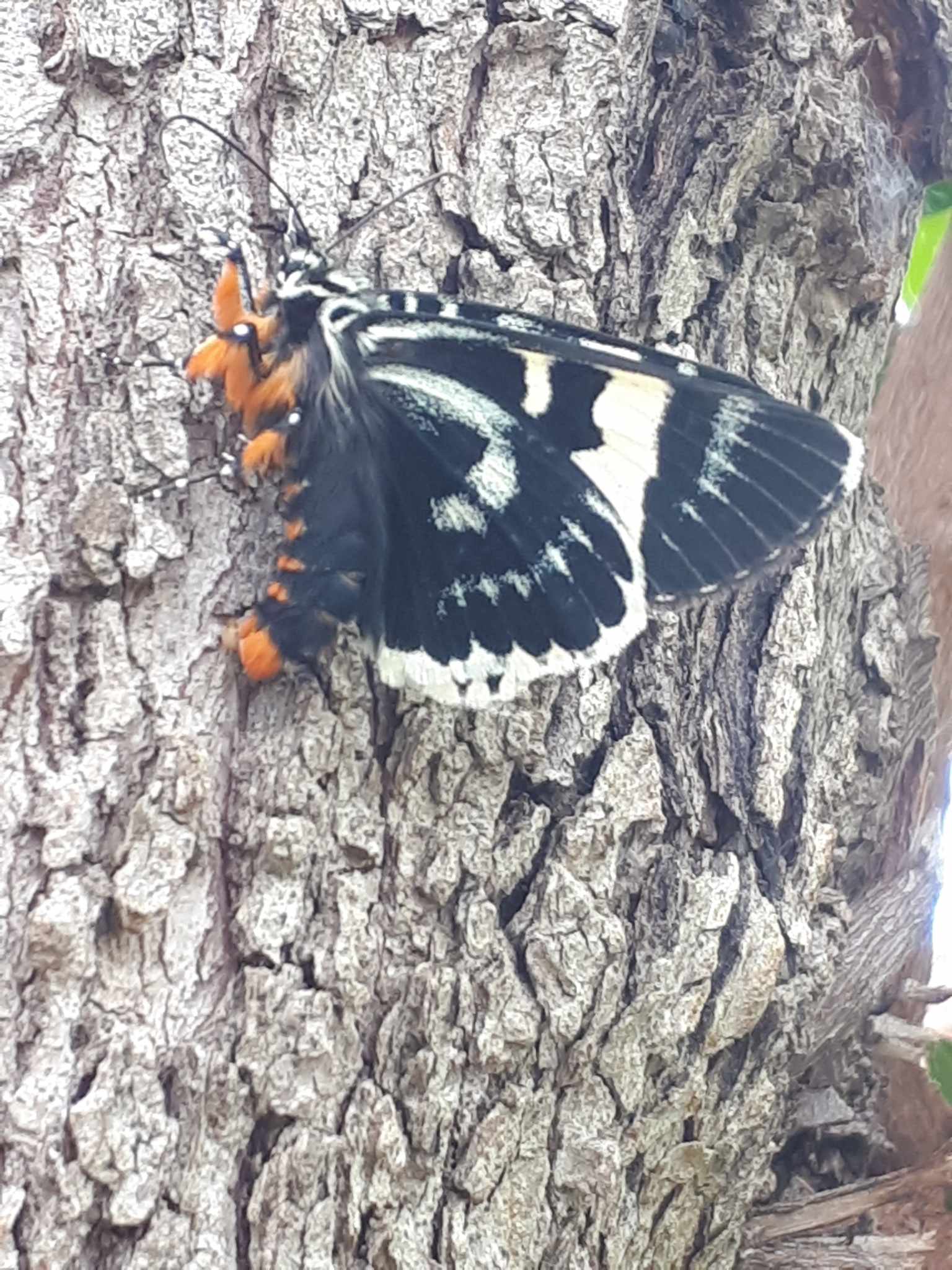 Phalaenoides glycinae