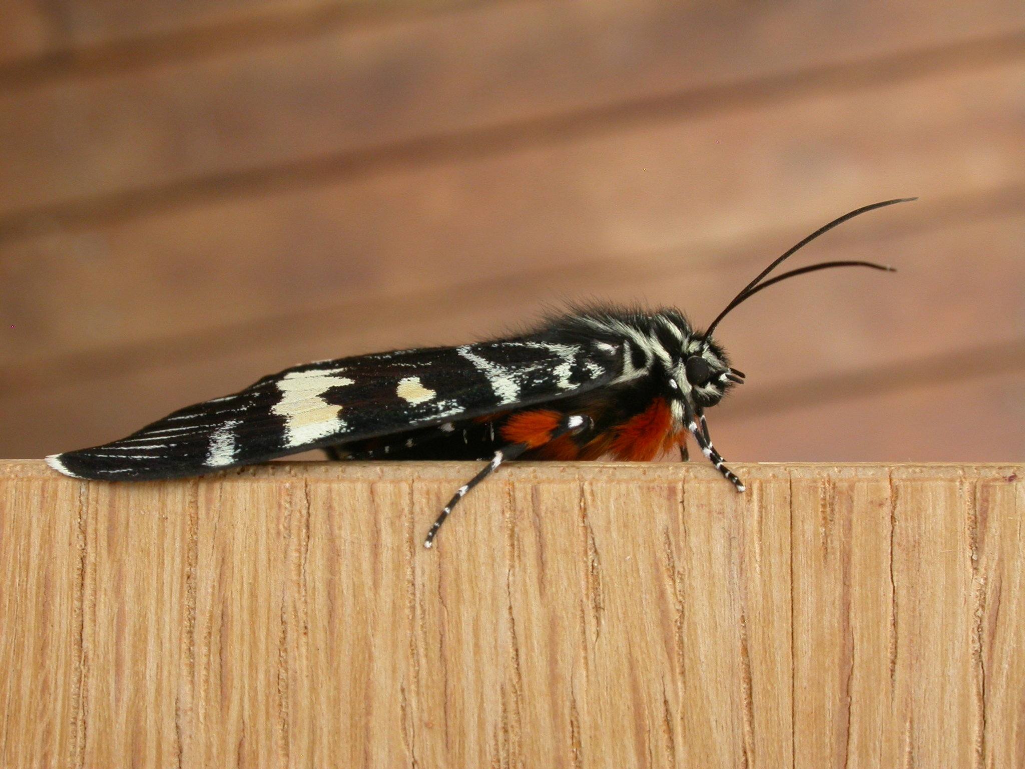 Phalaenoides glycinae