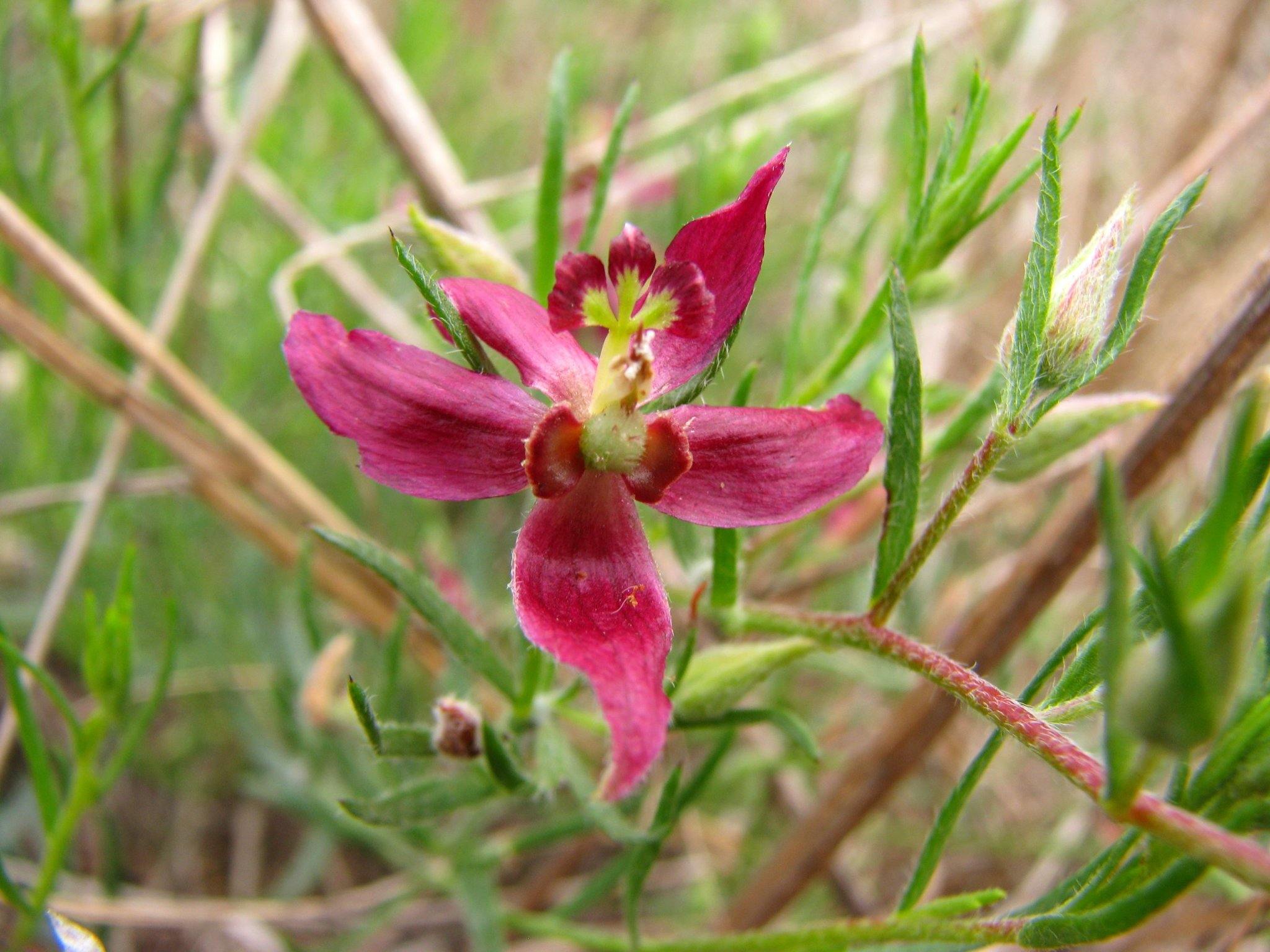 Krameria