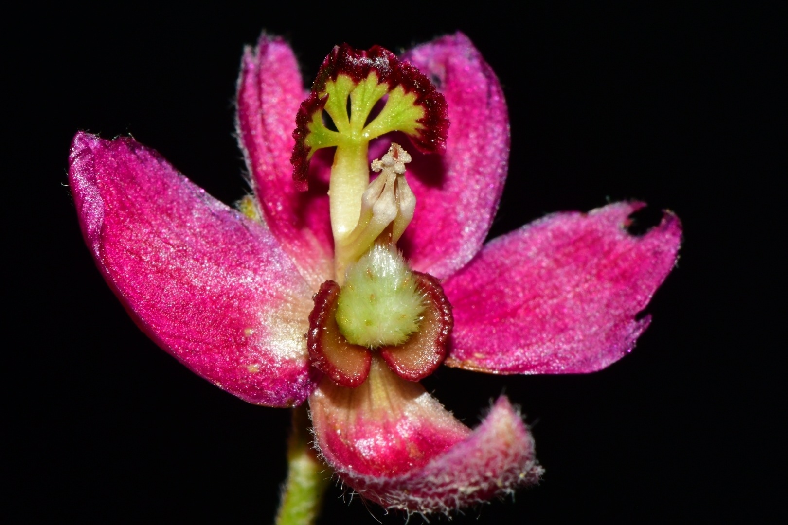 Krameria