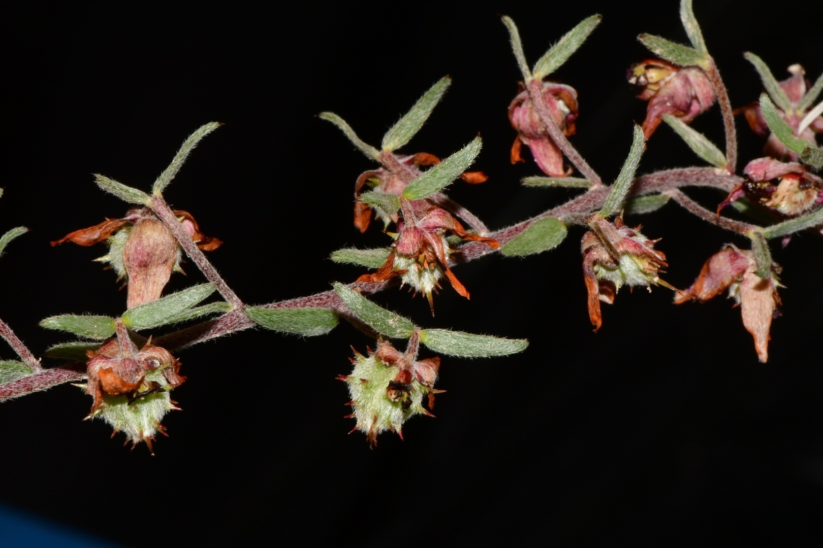 Krameria