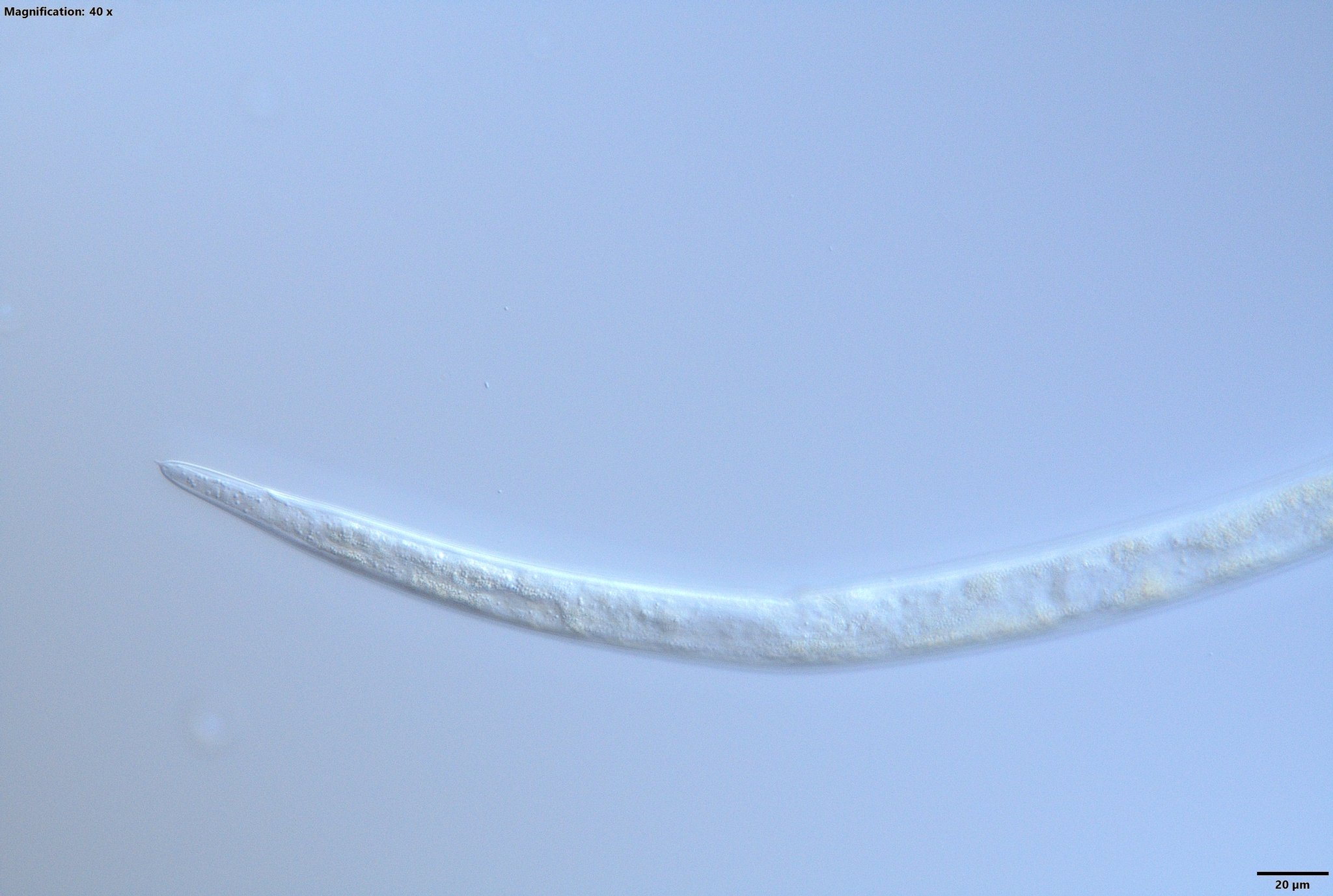 Bursaphelenchus xylophilus