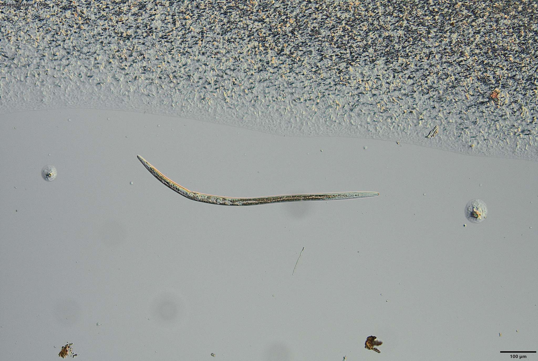 Bursaphelenchus xylophilus