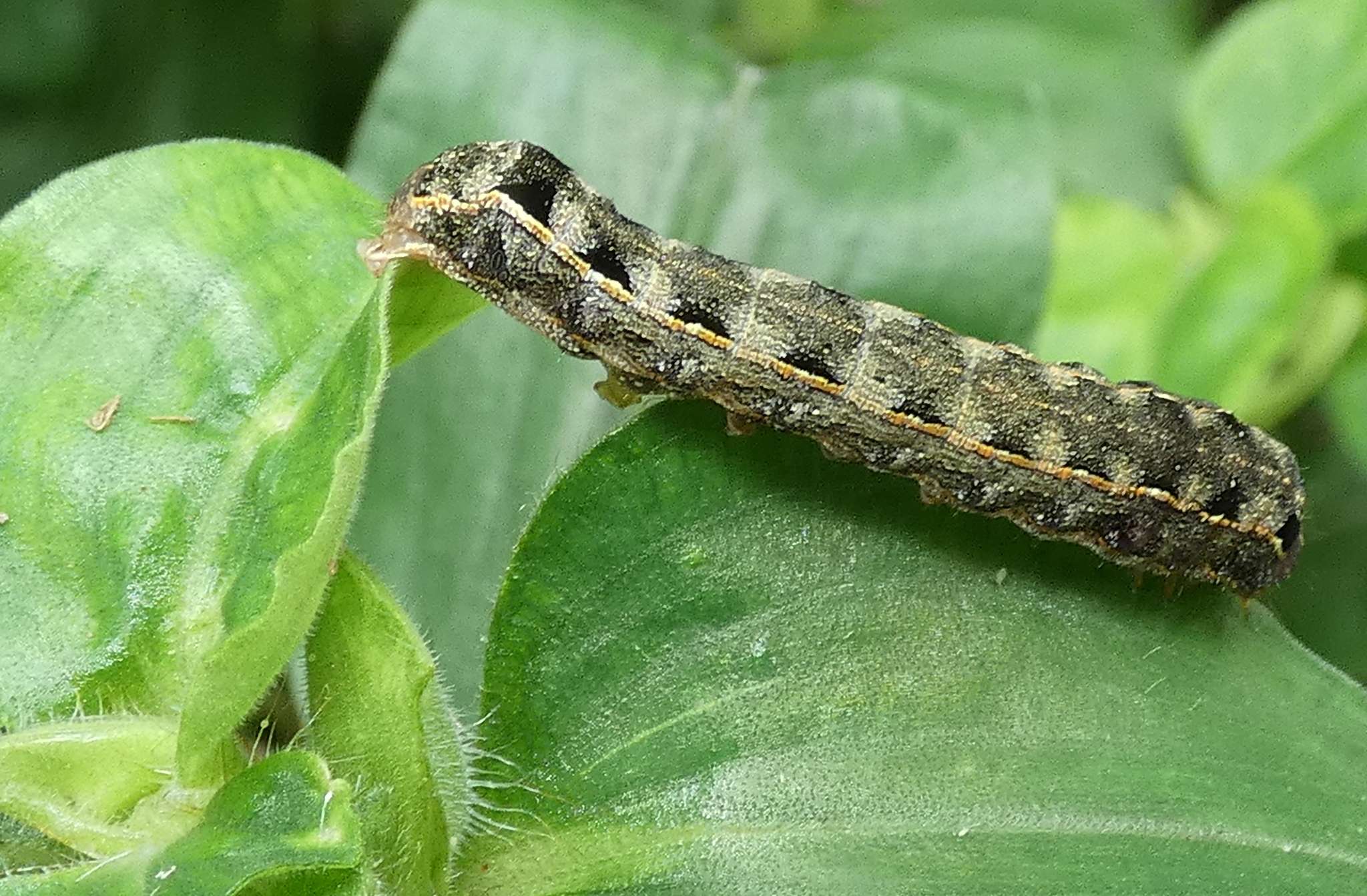 Spodoptera cosmioides