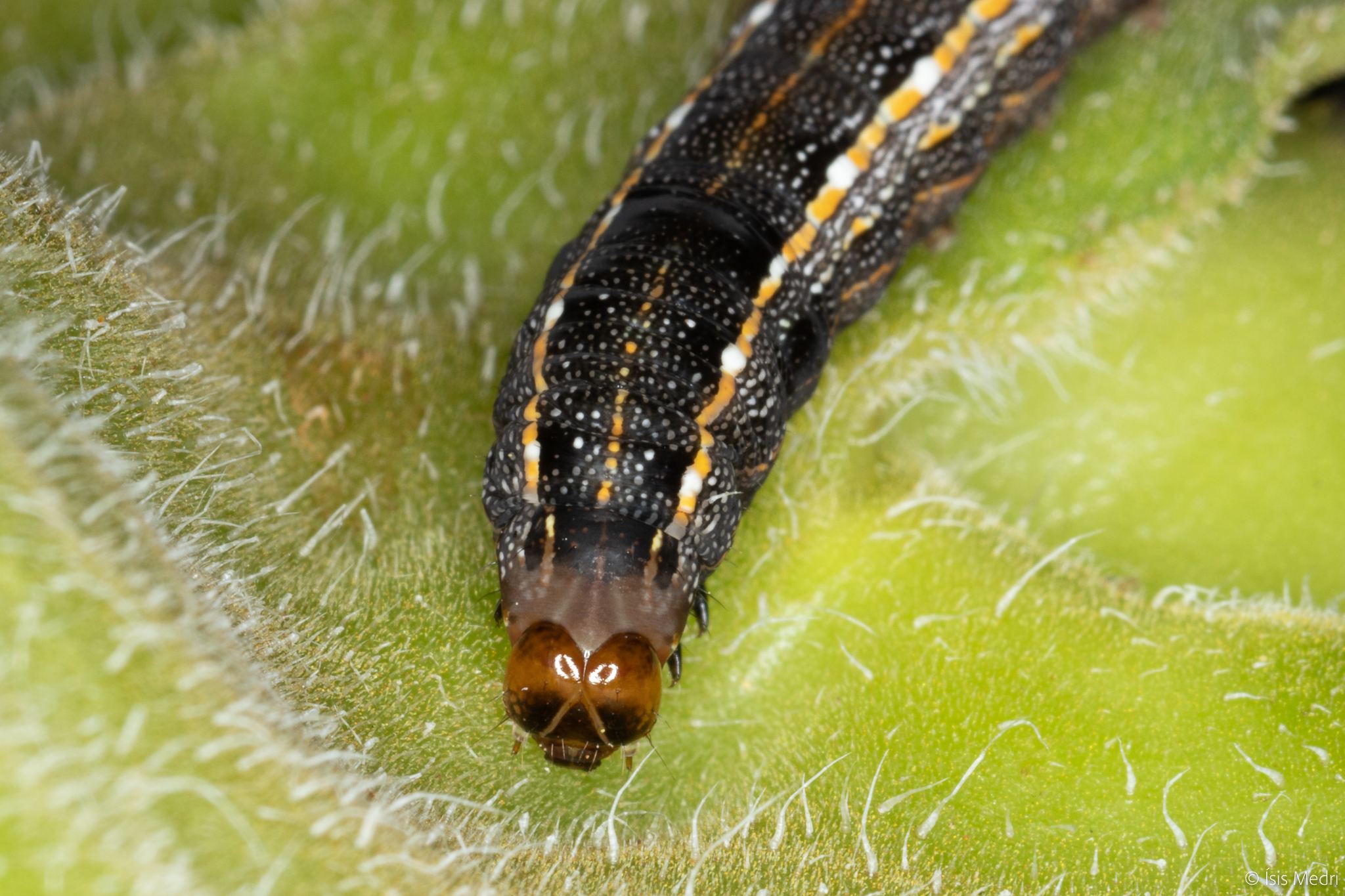 Spodoptera cosmioides