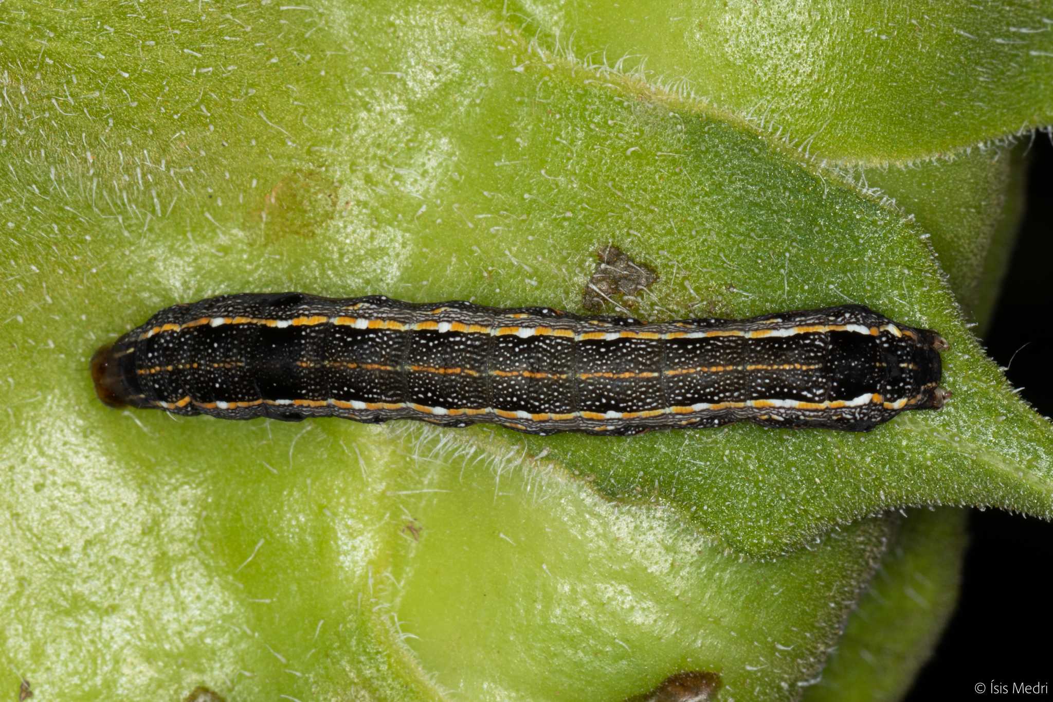 Spodoptera cosmioides