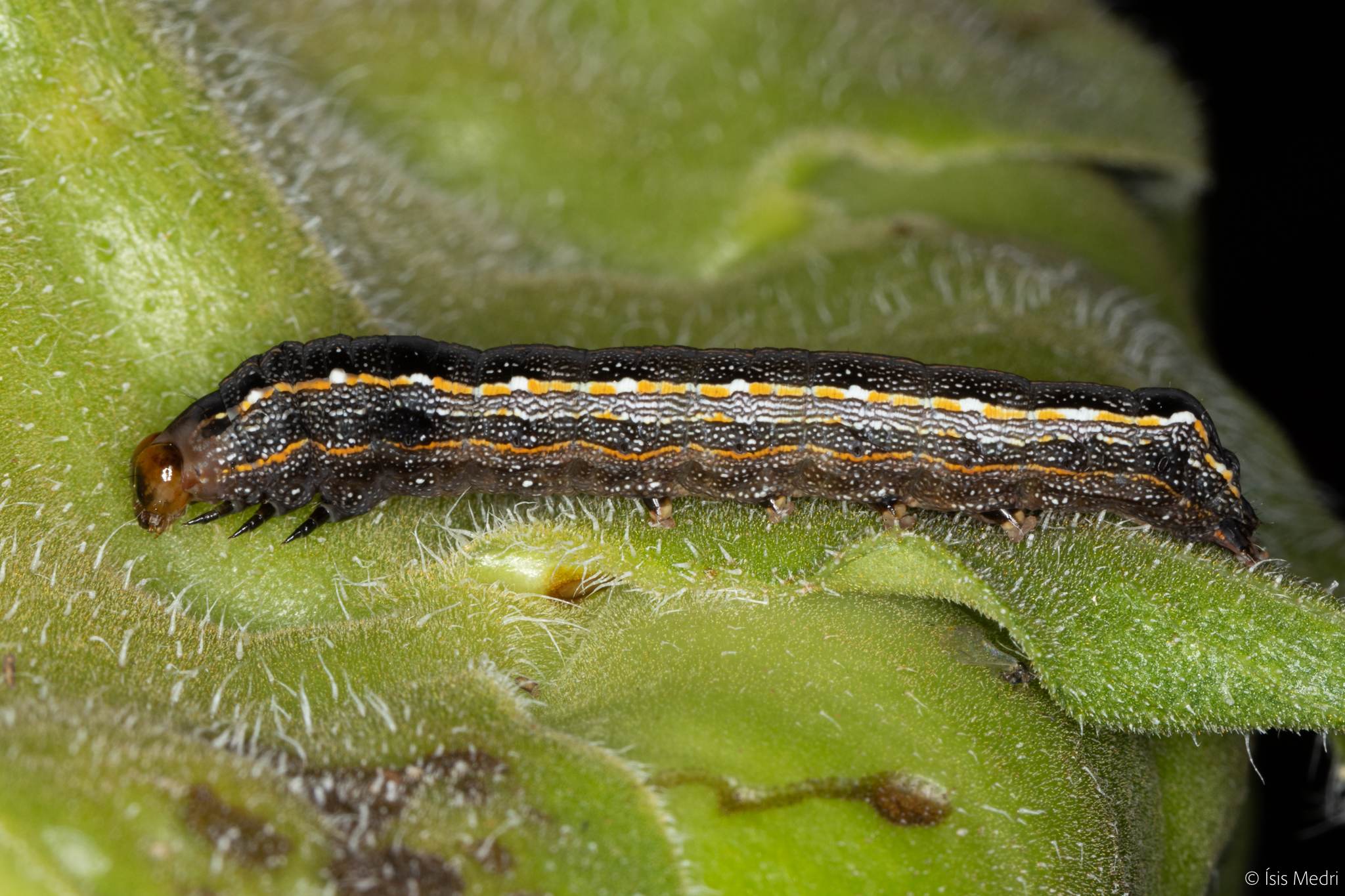 Spodoptera cosmioides