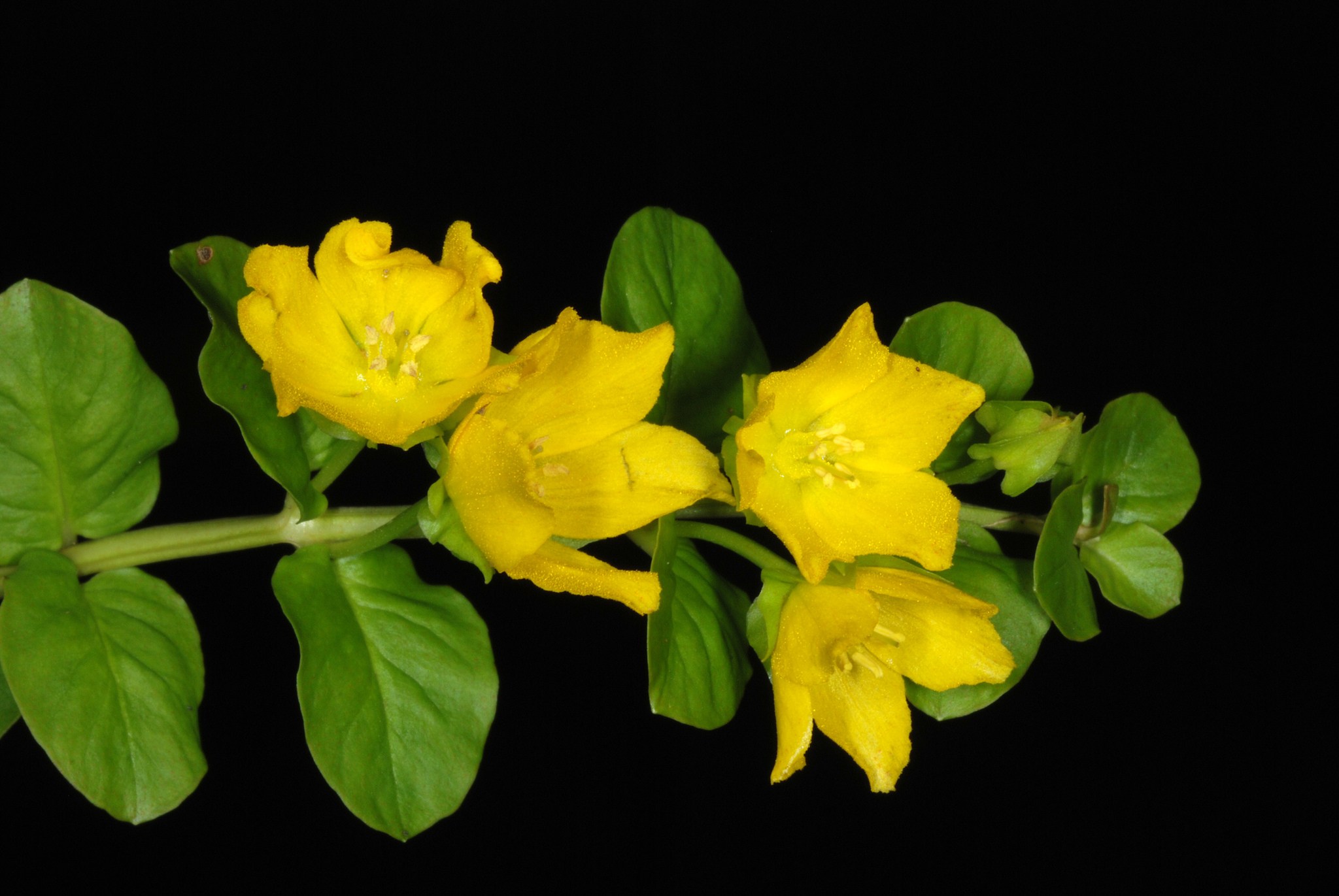 Lysimachia nummularia