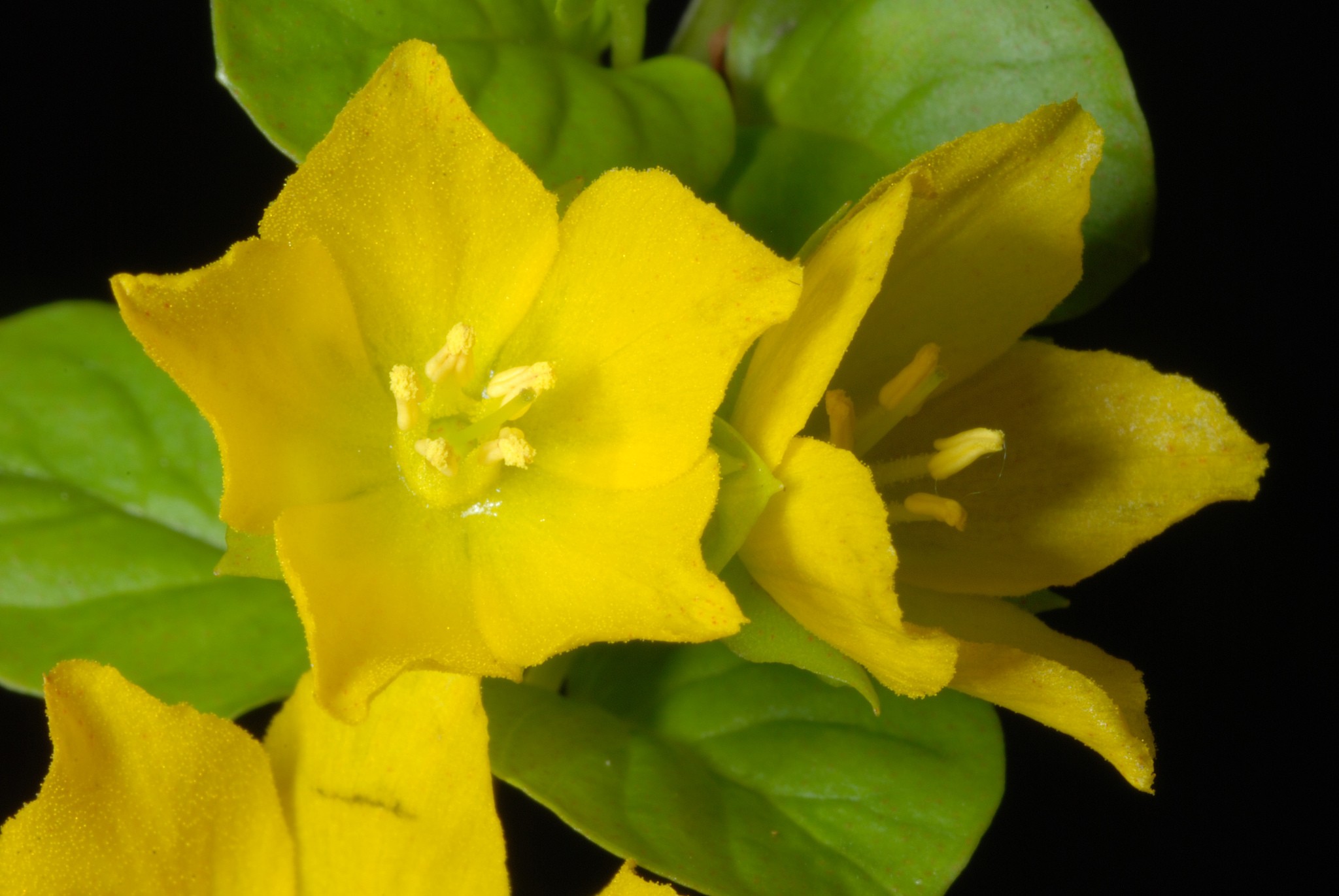 Lysimachia nummularia