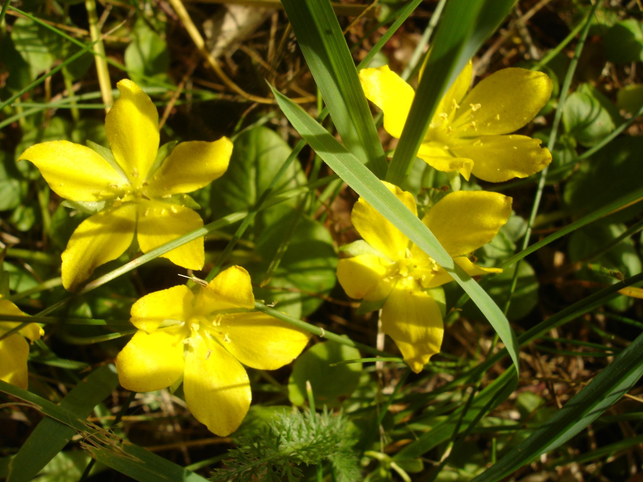 Lysimachia nummularia