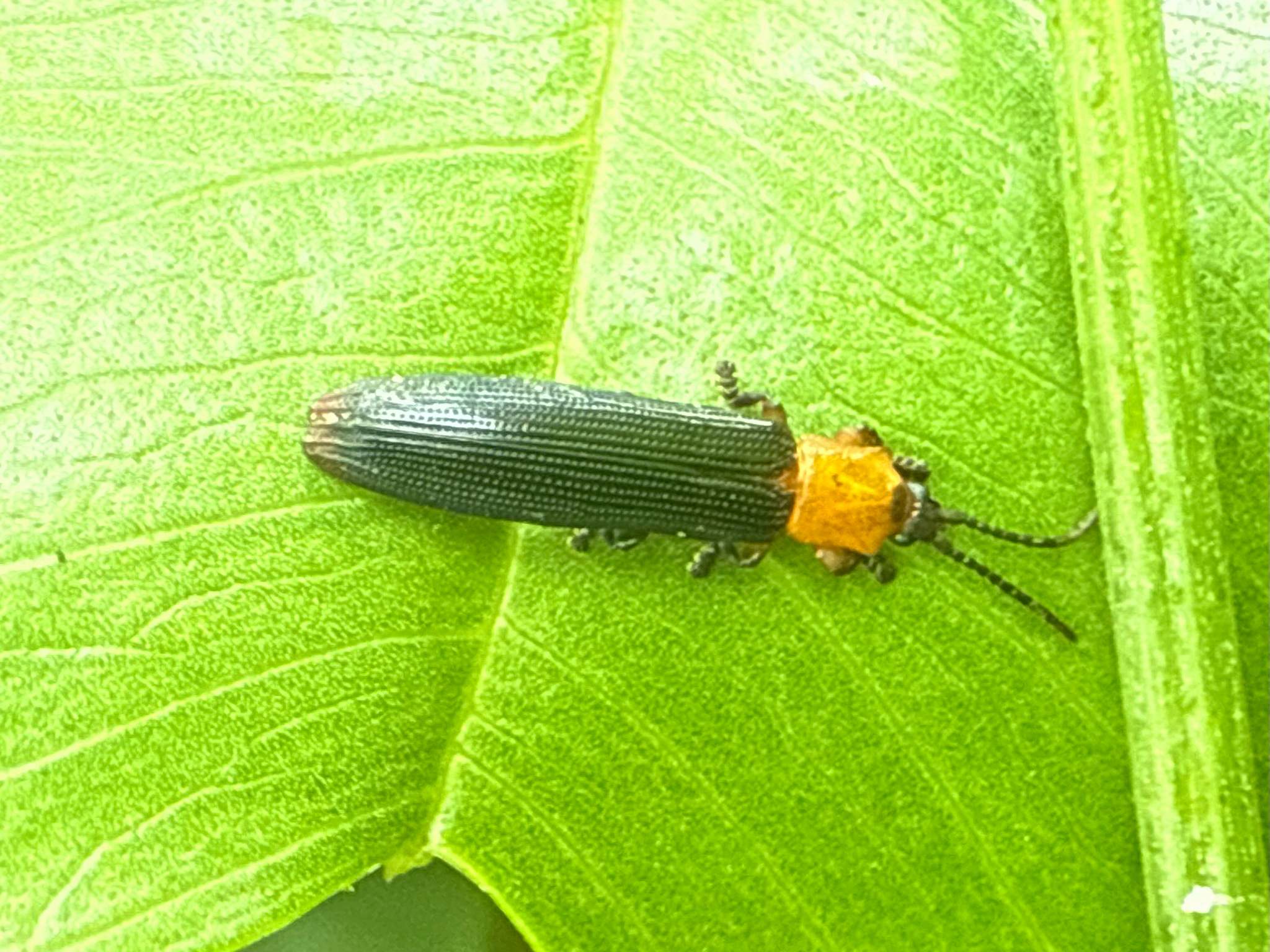 Brontispa longissima