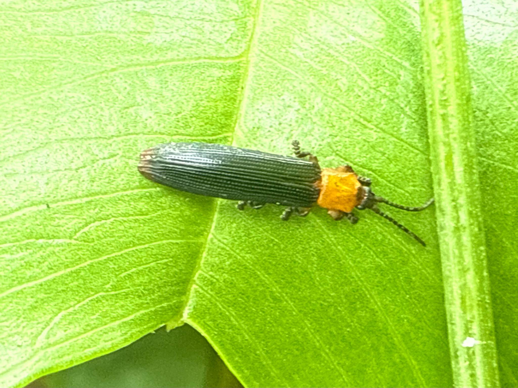 Brontispa longissima