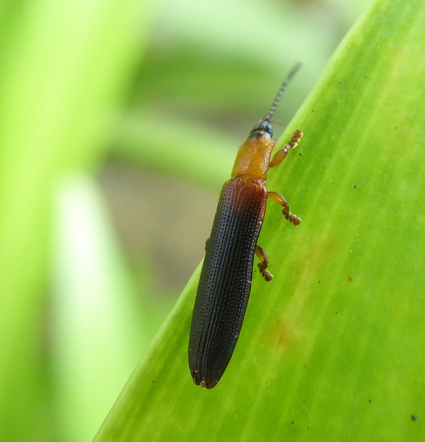 Brontispa longissima