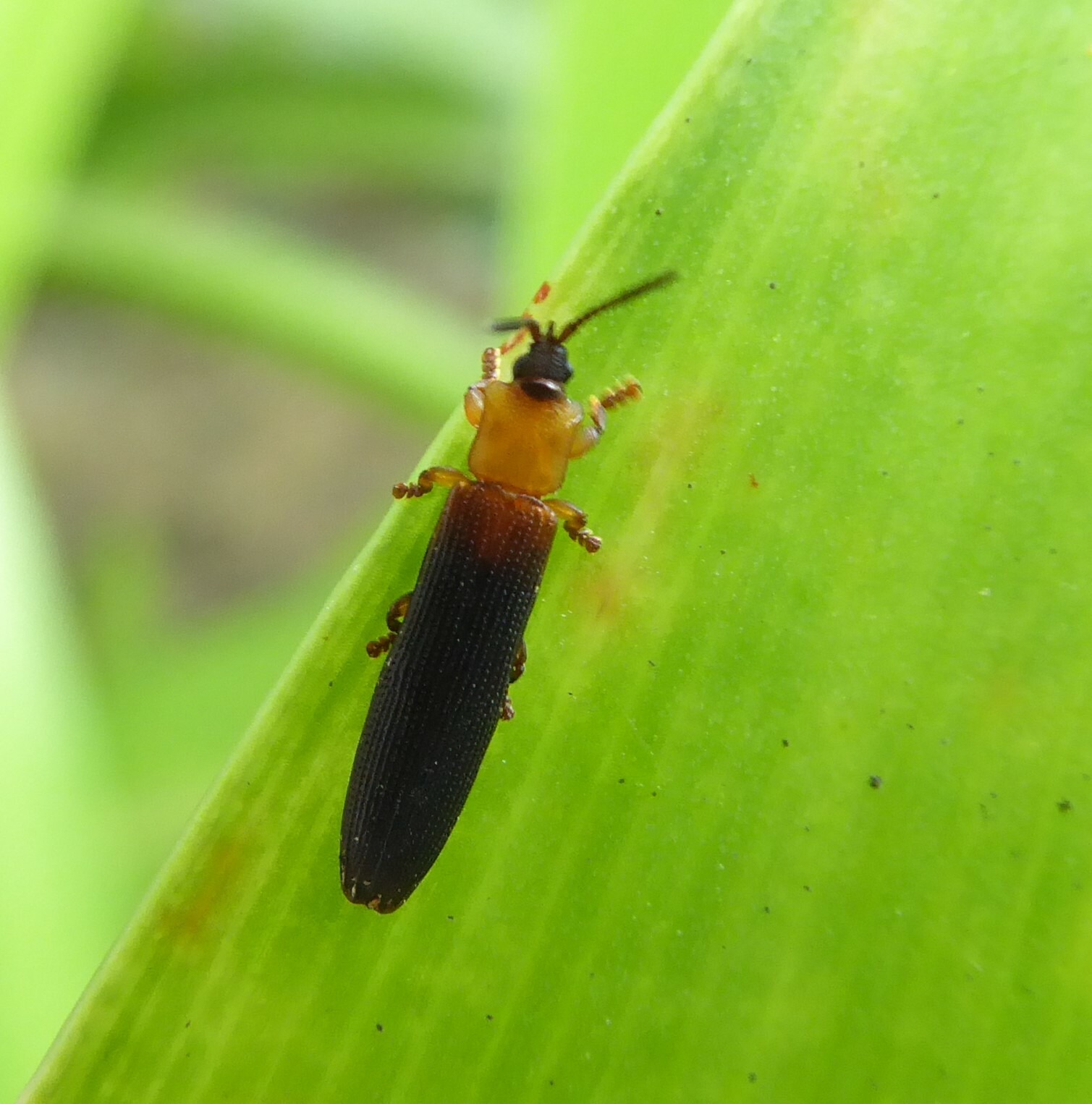 Brontispa longissima