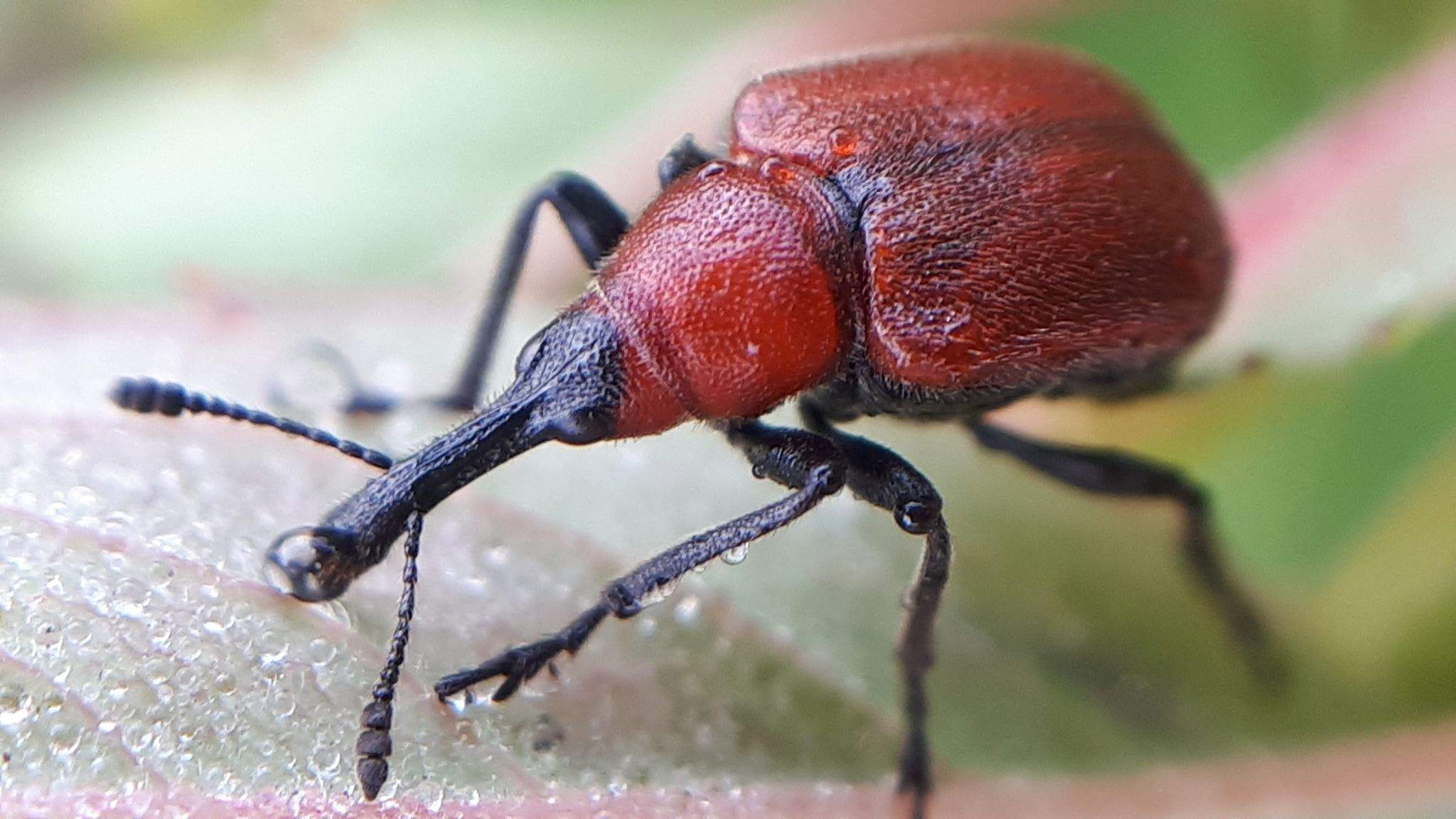 Merhynchites bicolor