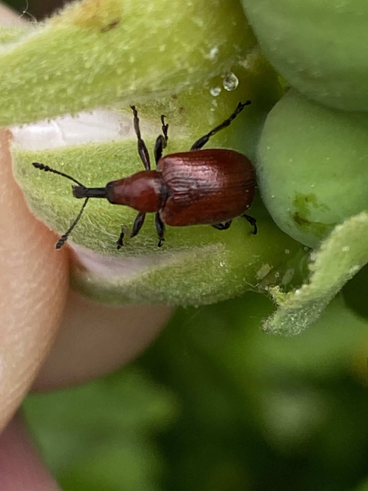 Merhynchites bicolor