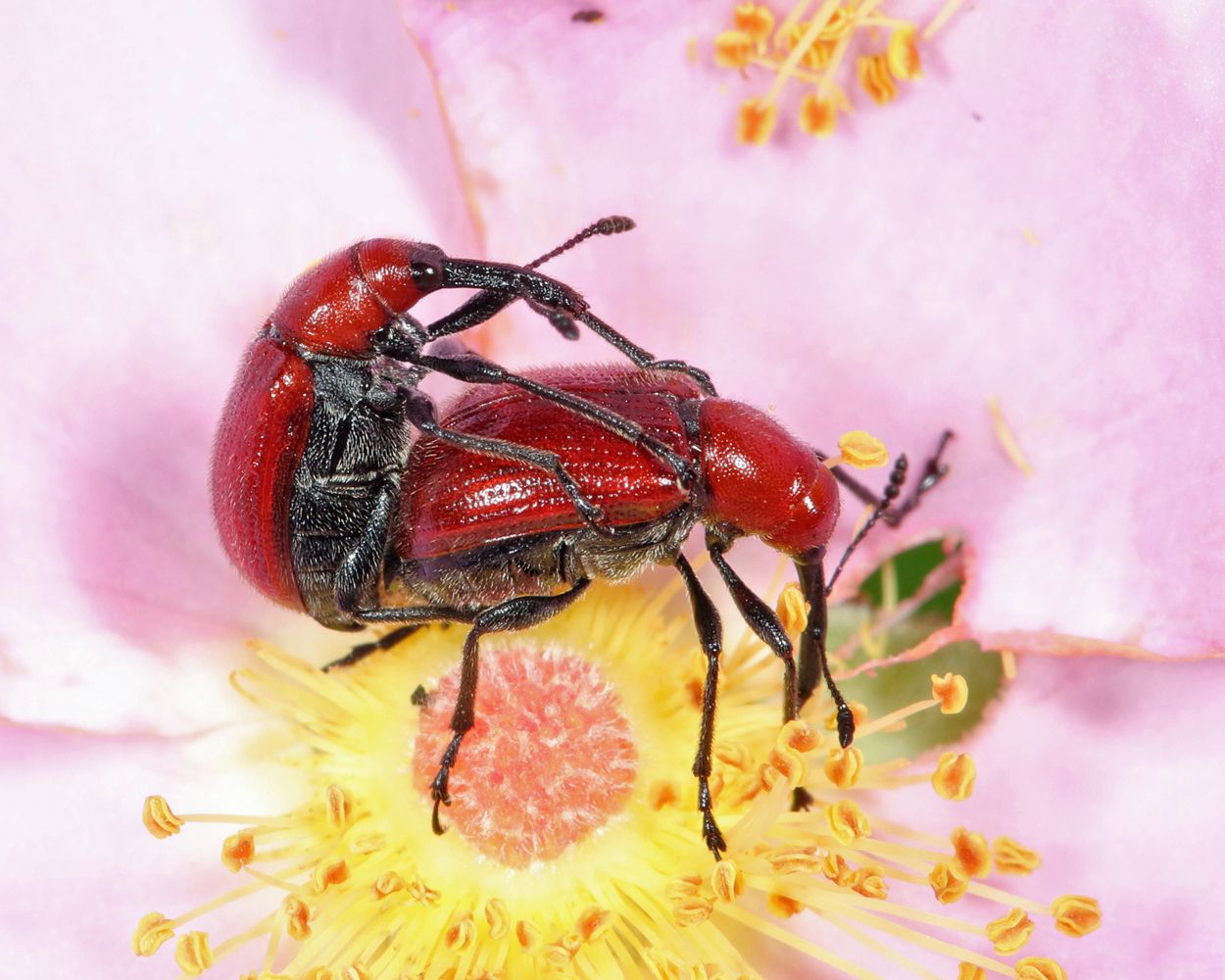 Merhynchites bicolor