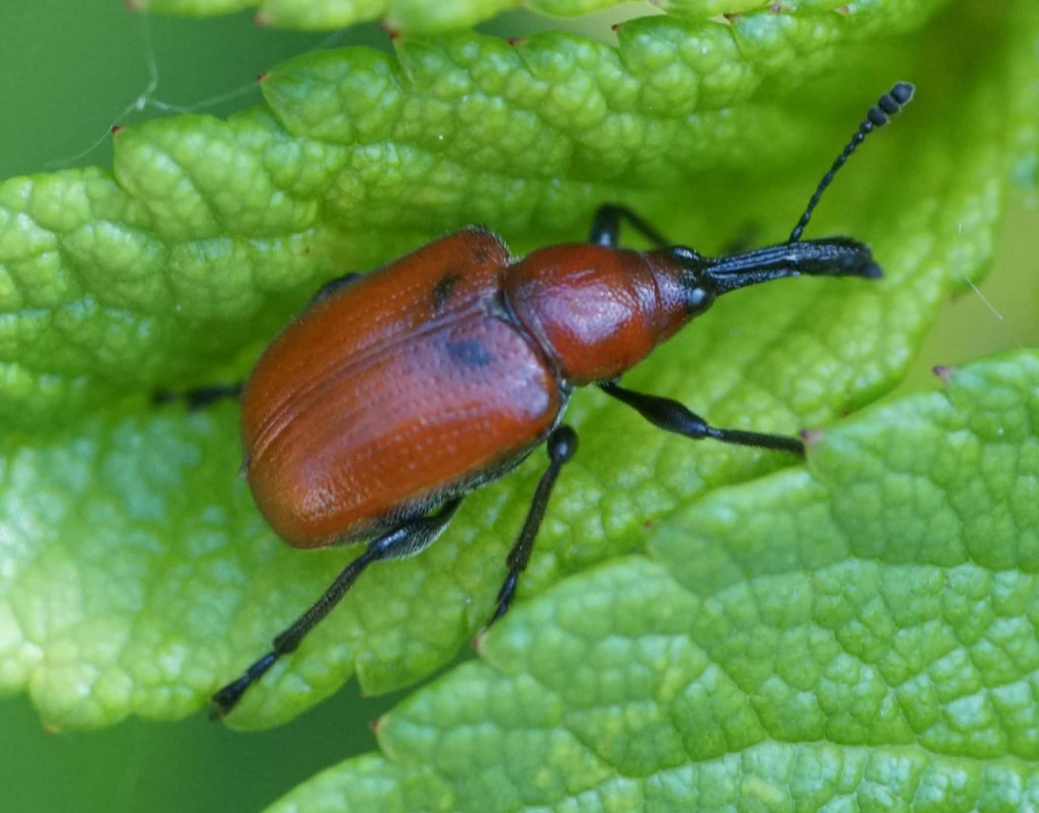 Merhynchites bicolor