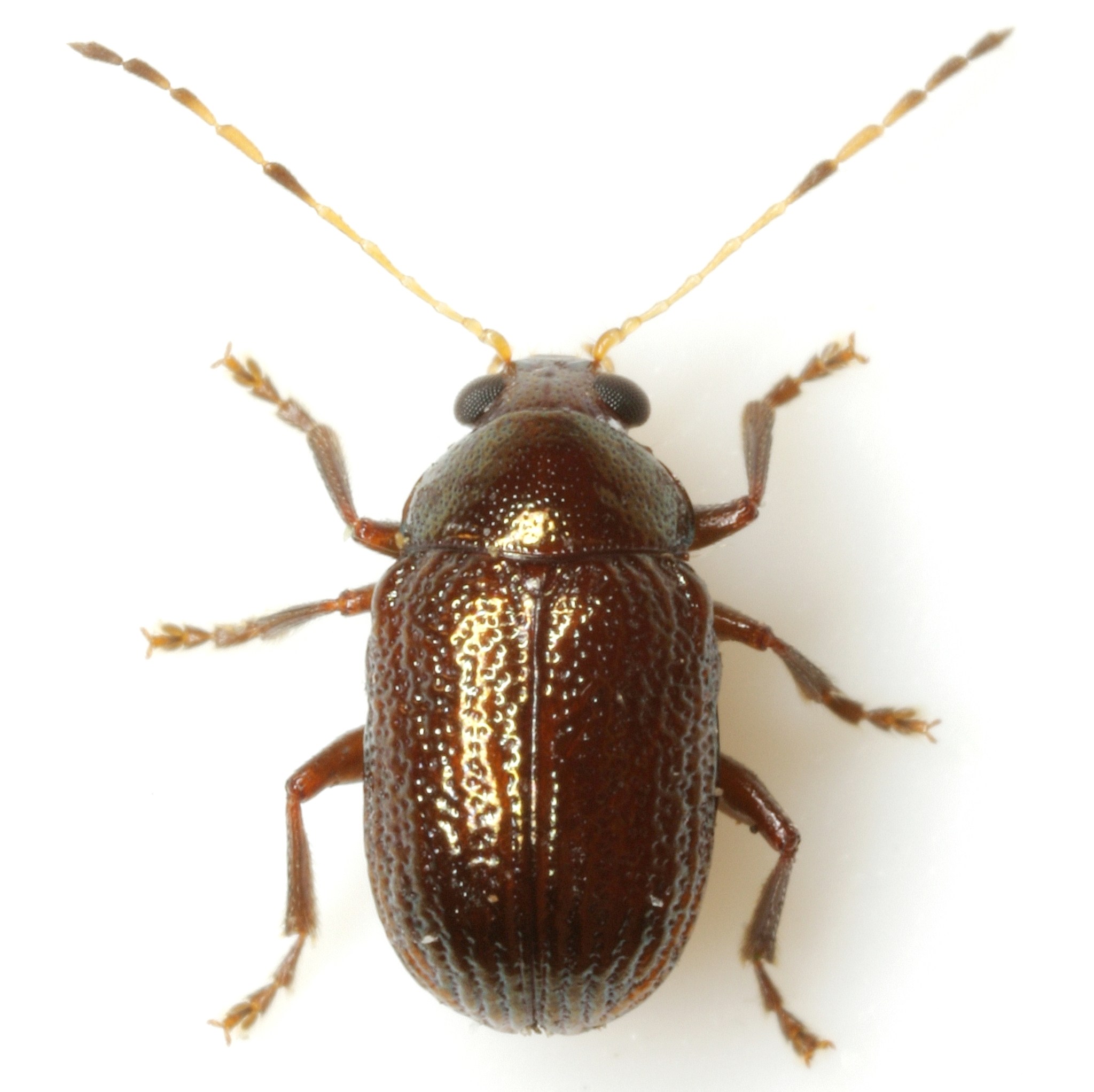 Rhabdopterus