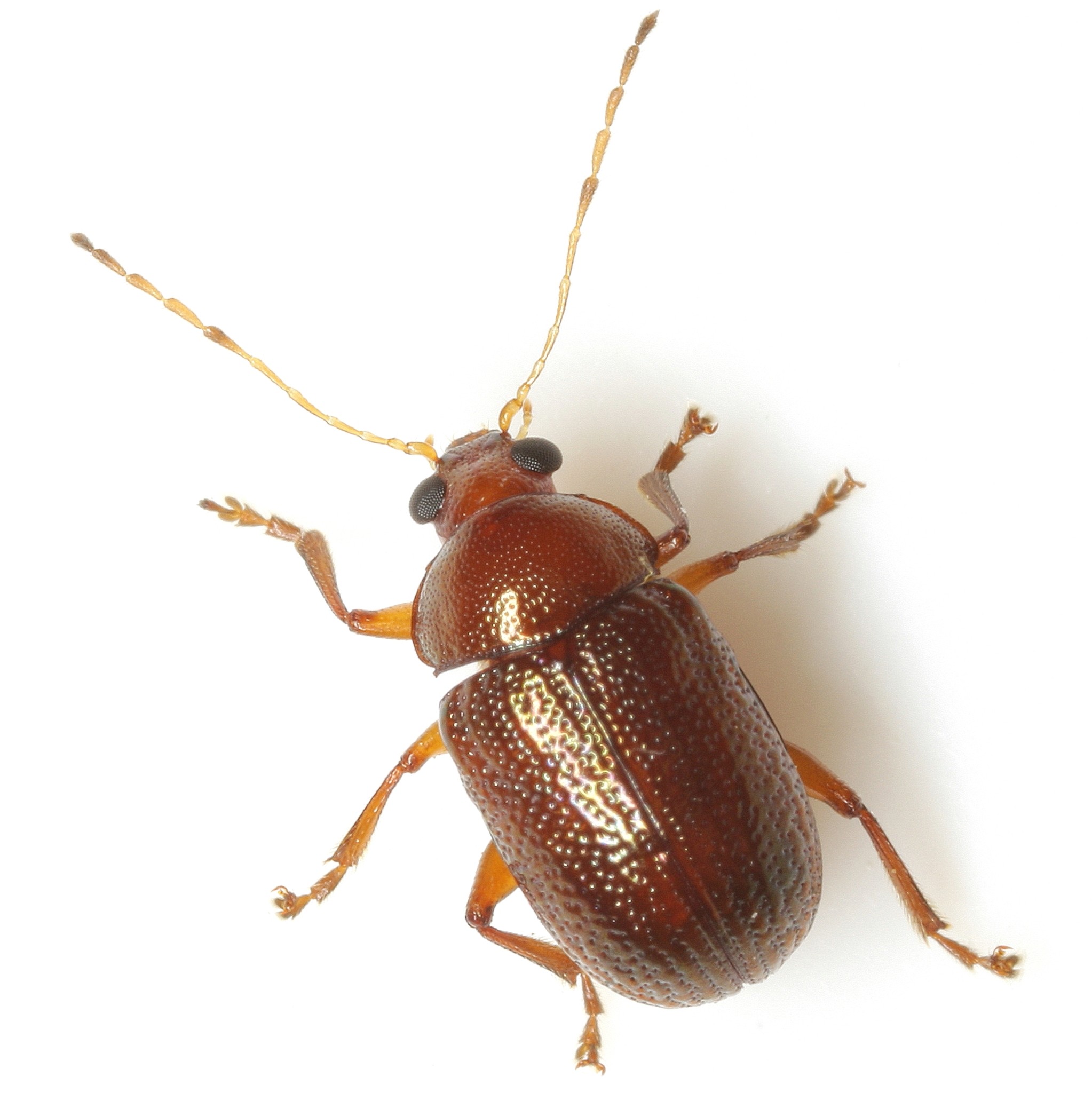 Rhabdopterus