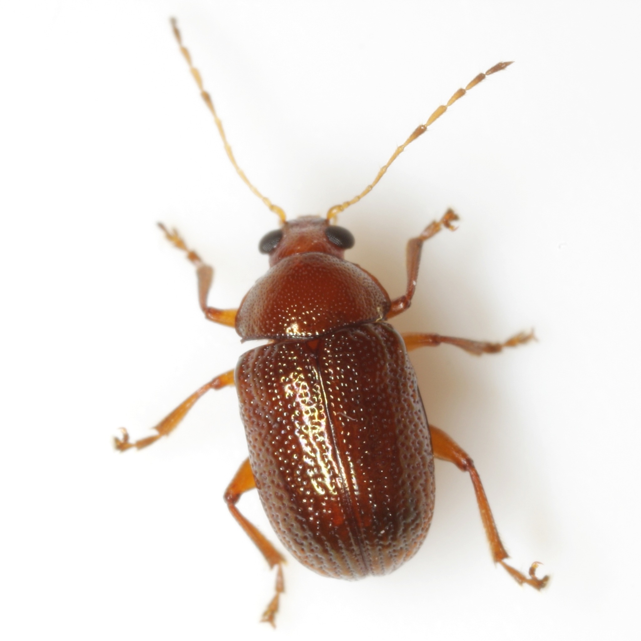 Rhabdopterus