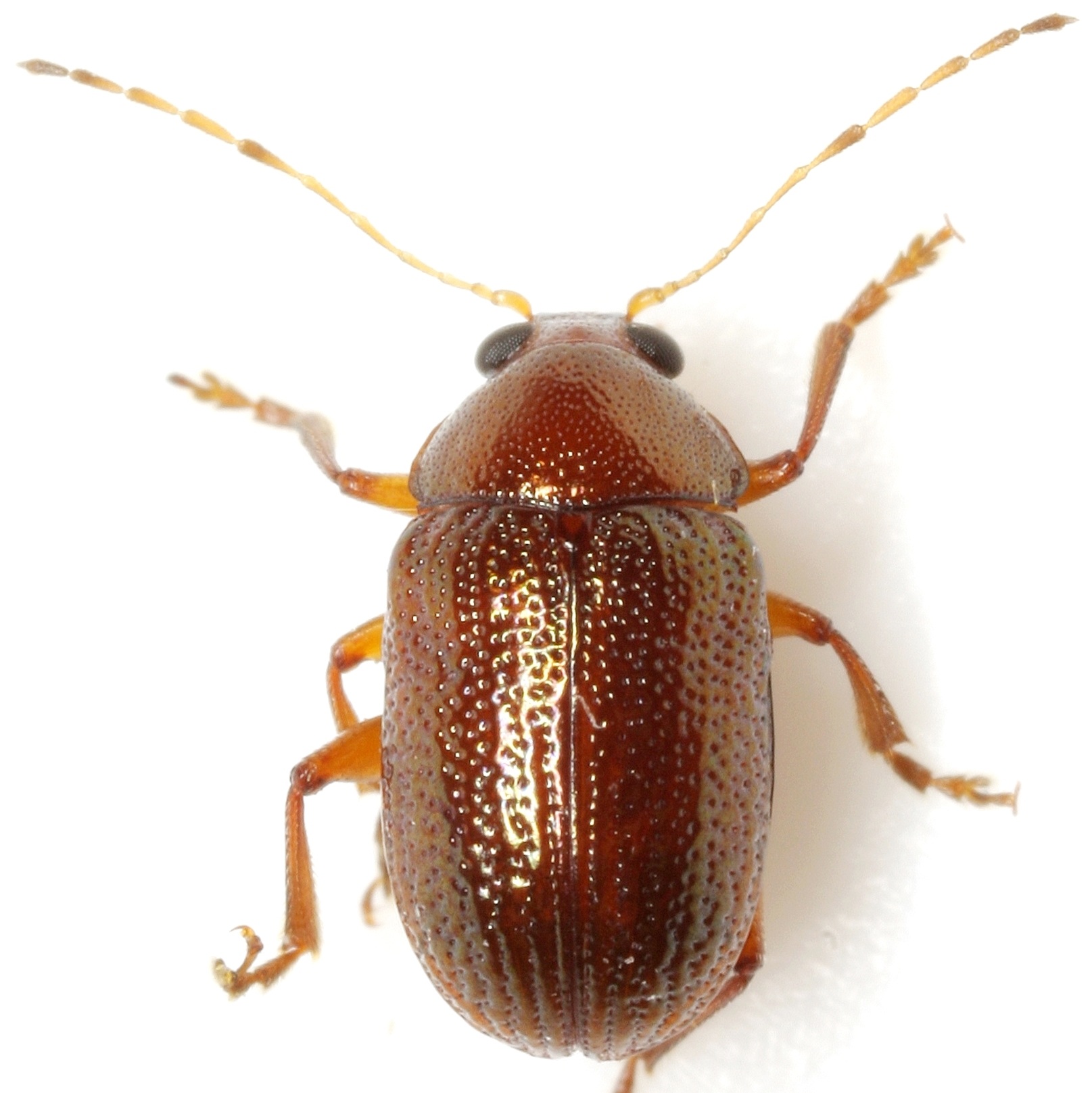 Rhabdopterus
