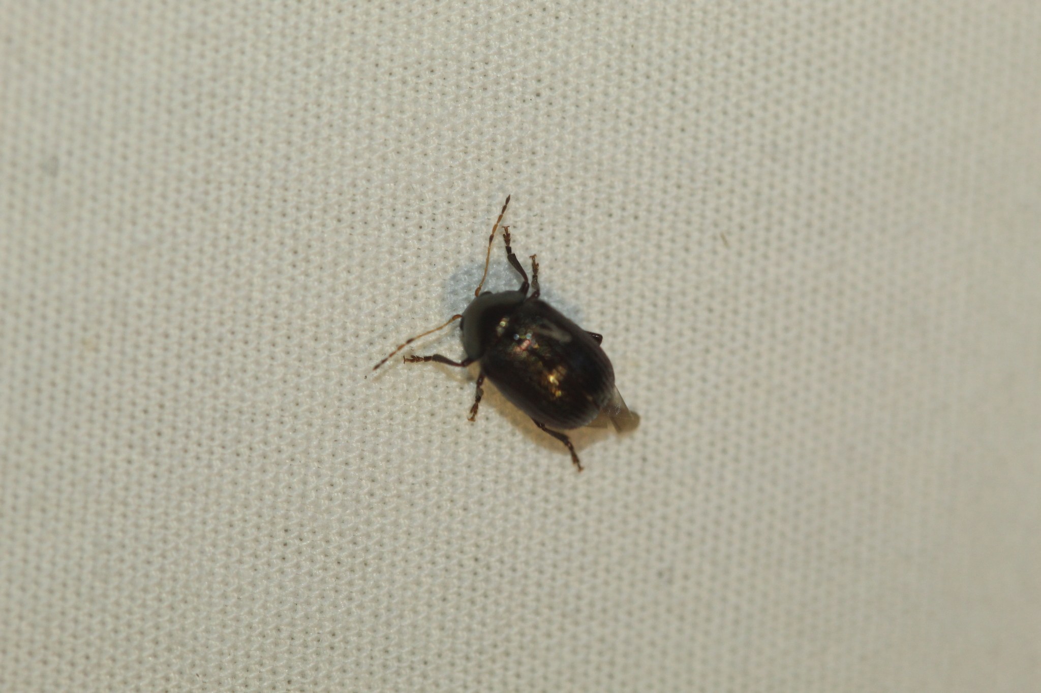 Rhabdopterus