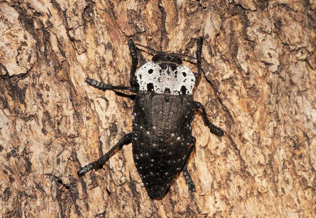 Capnodis tenebrionis