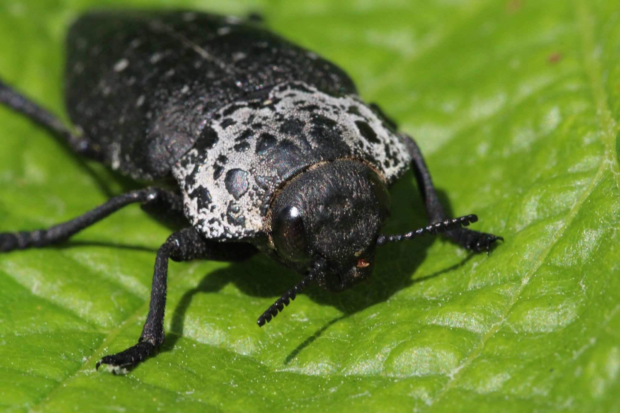Capnodis tenebrionis