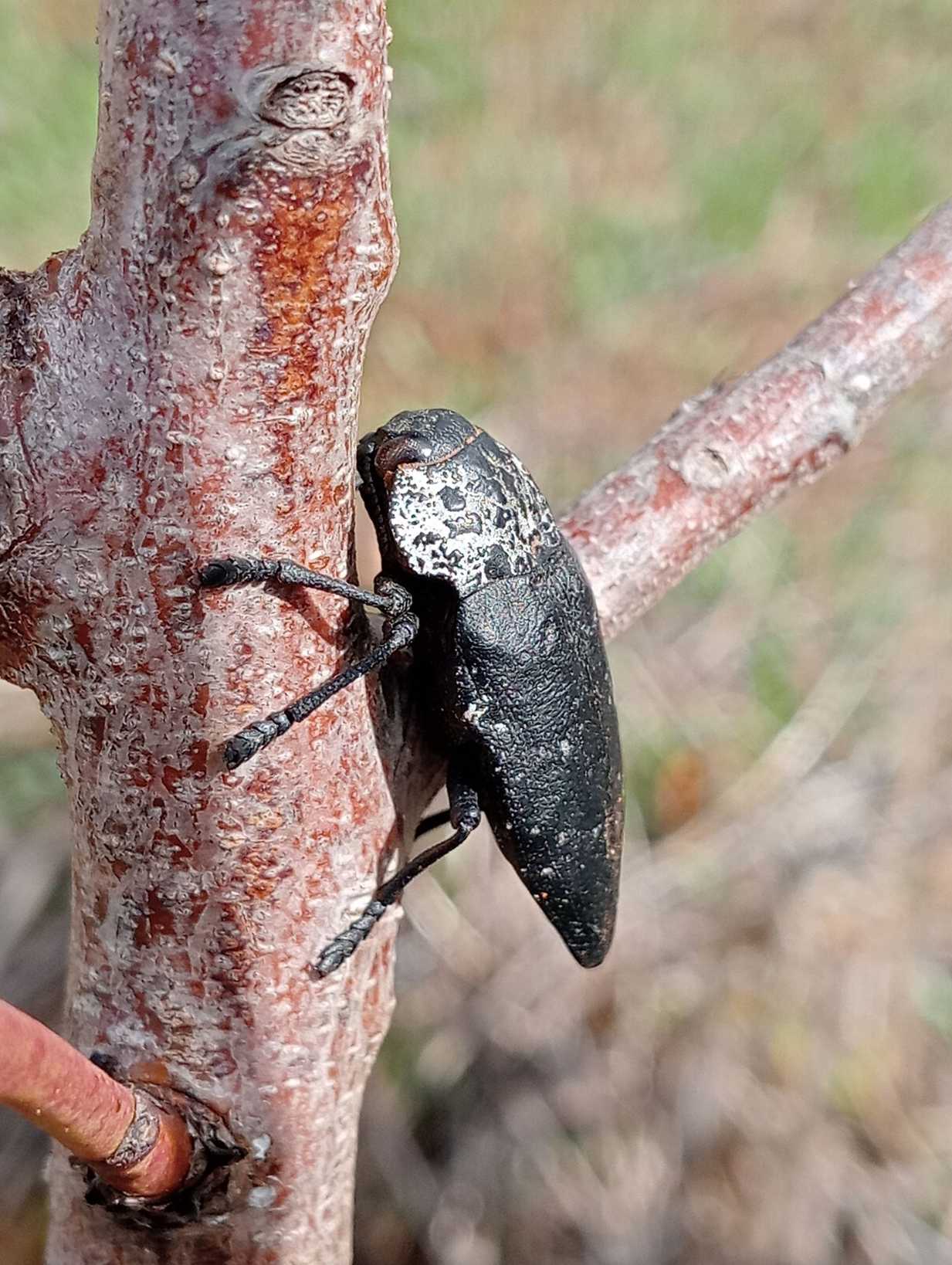 Capnodis tenebrionis