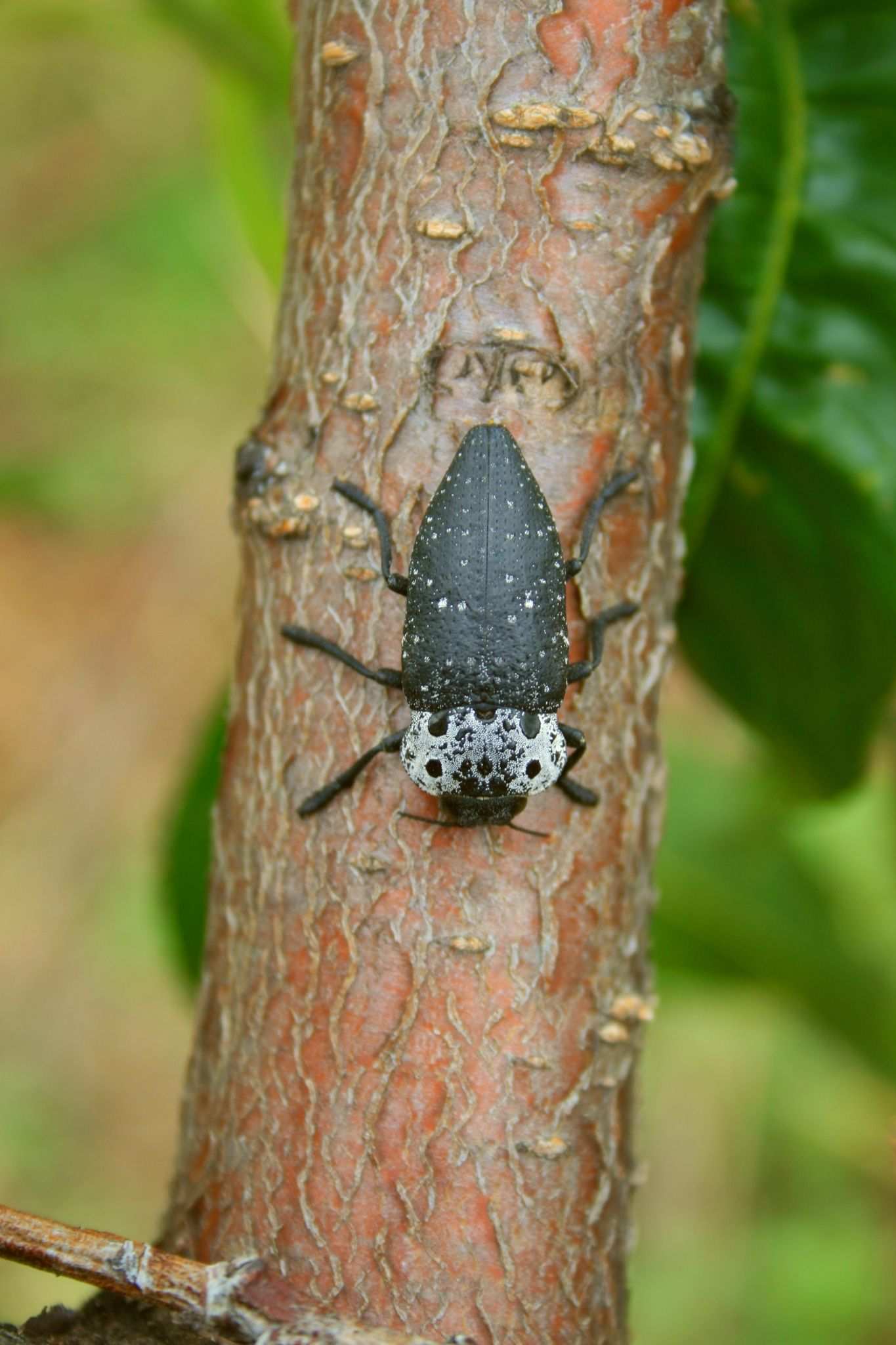 Capnodis tenebrionis