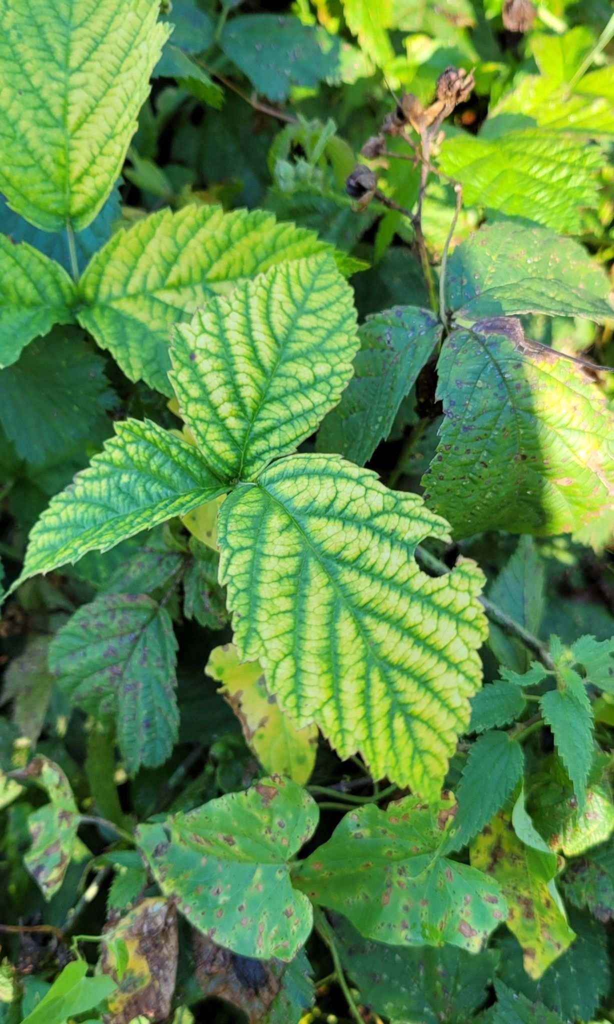 Raspberry bushy dwarf virus