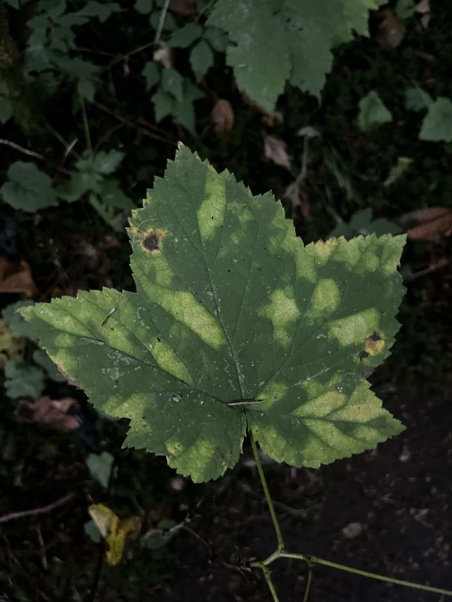 Raspberry bushy dwarf virus