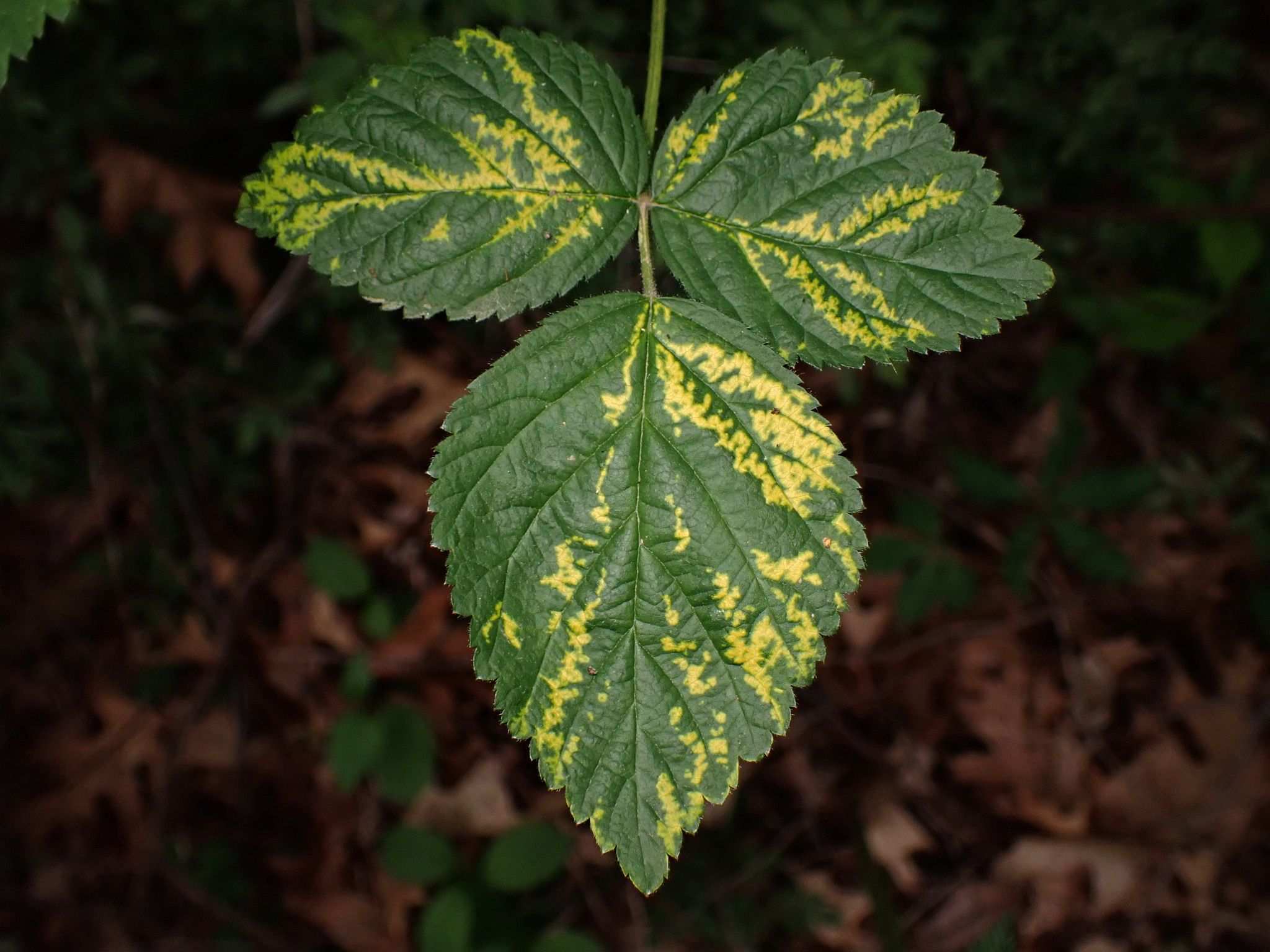 Raspberry bushy dwarf virus