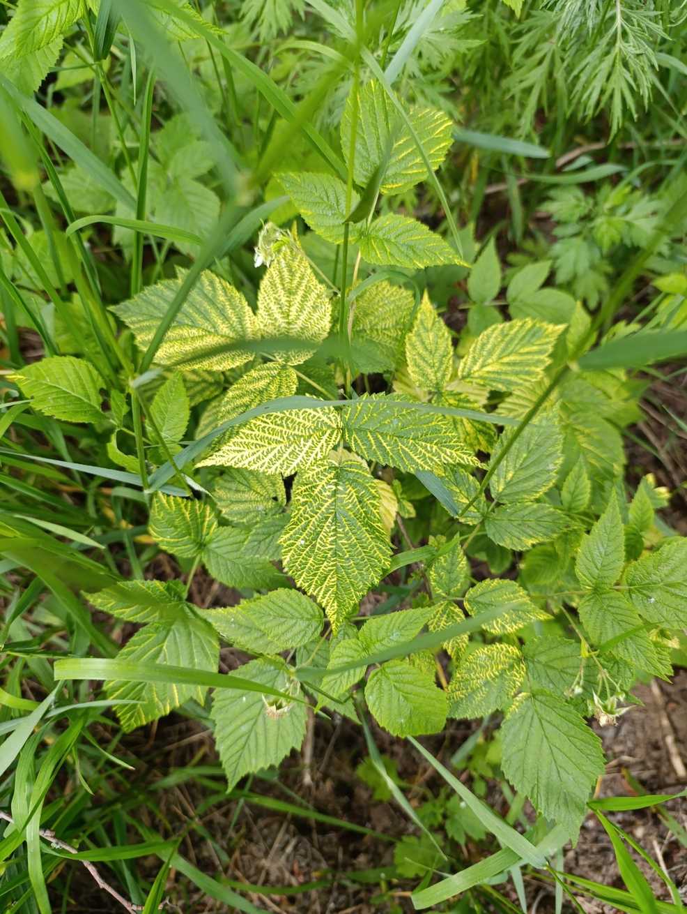 Raspberry bushy dwarf virus