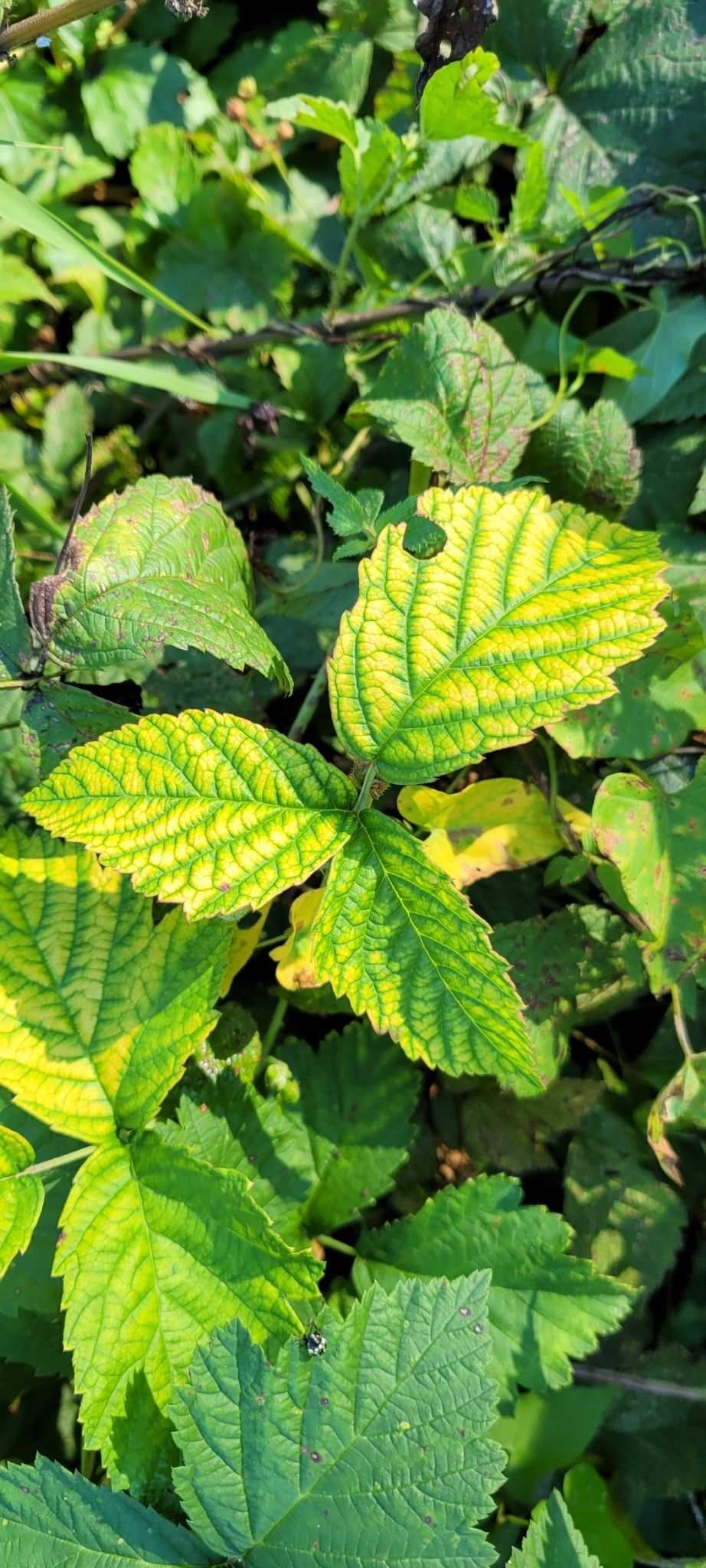 Raspberry bushy dwarf virus