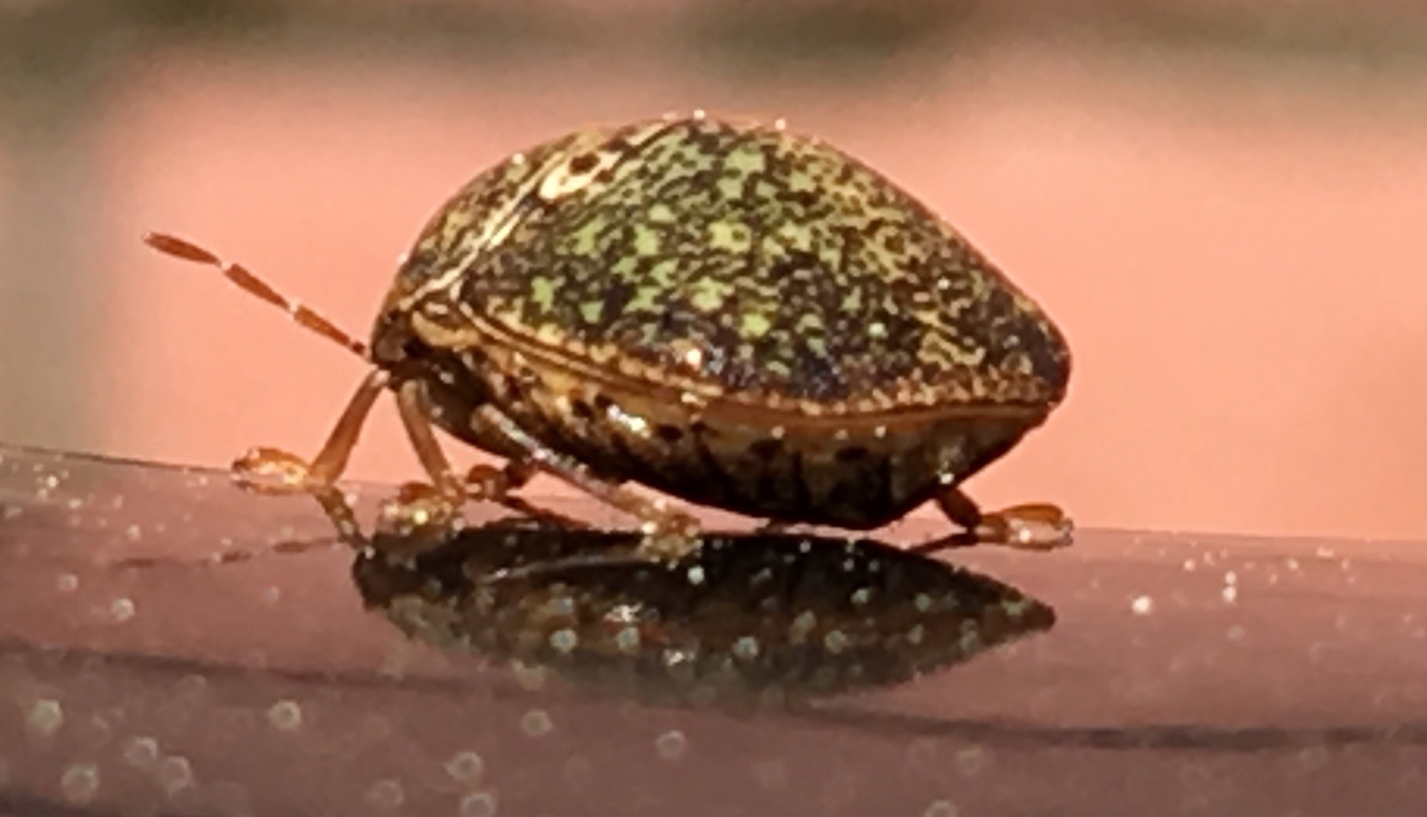 Megacopta cribraria